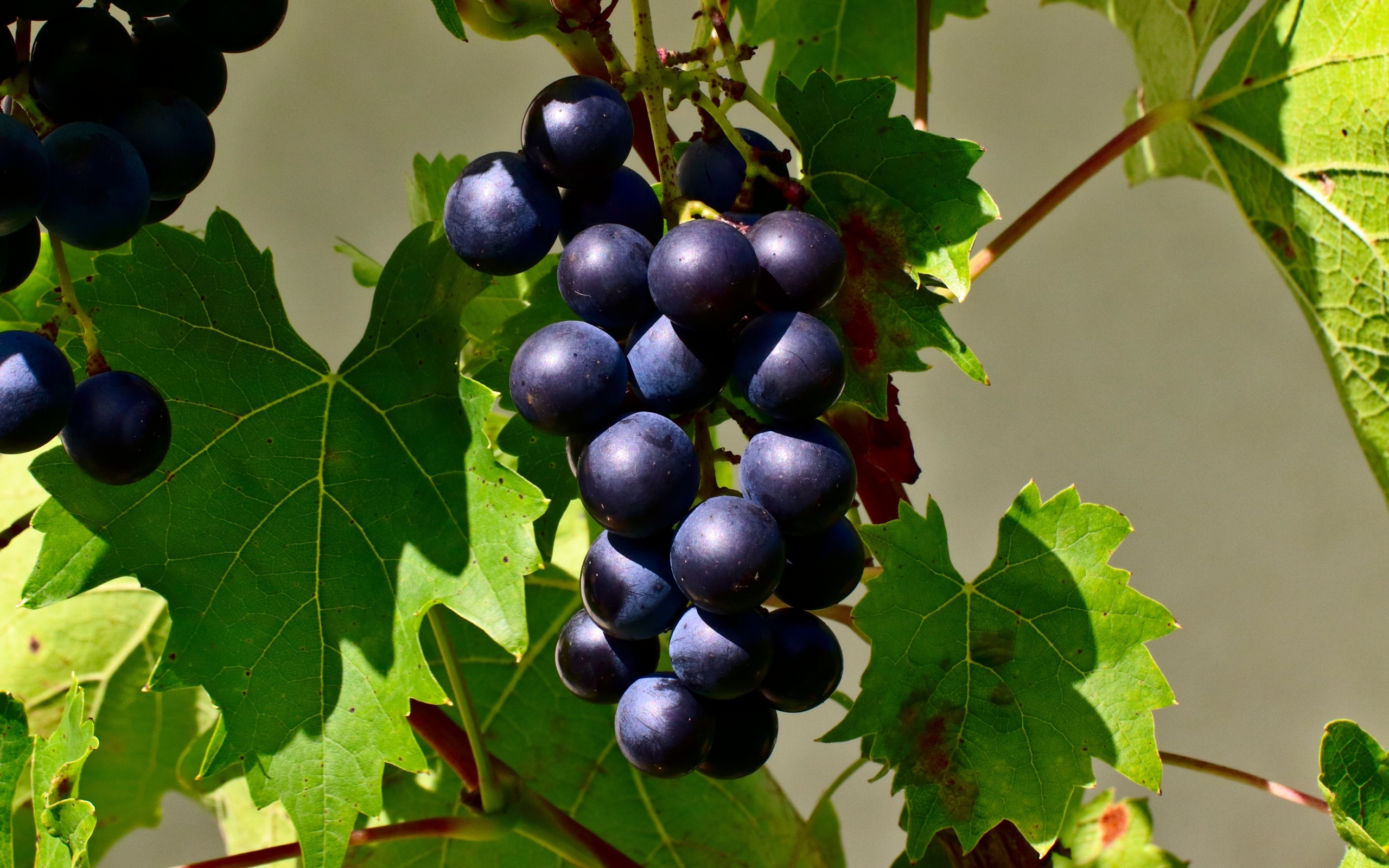 Гроздь синего винограда в зеленых листьях