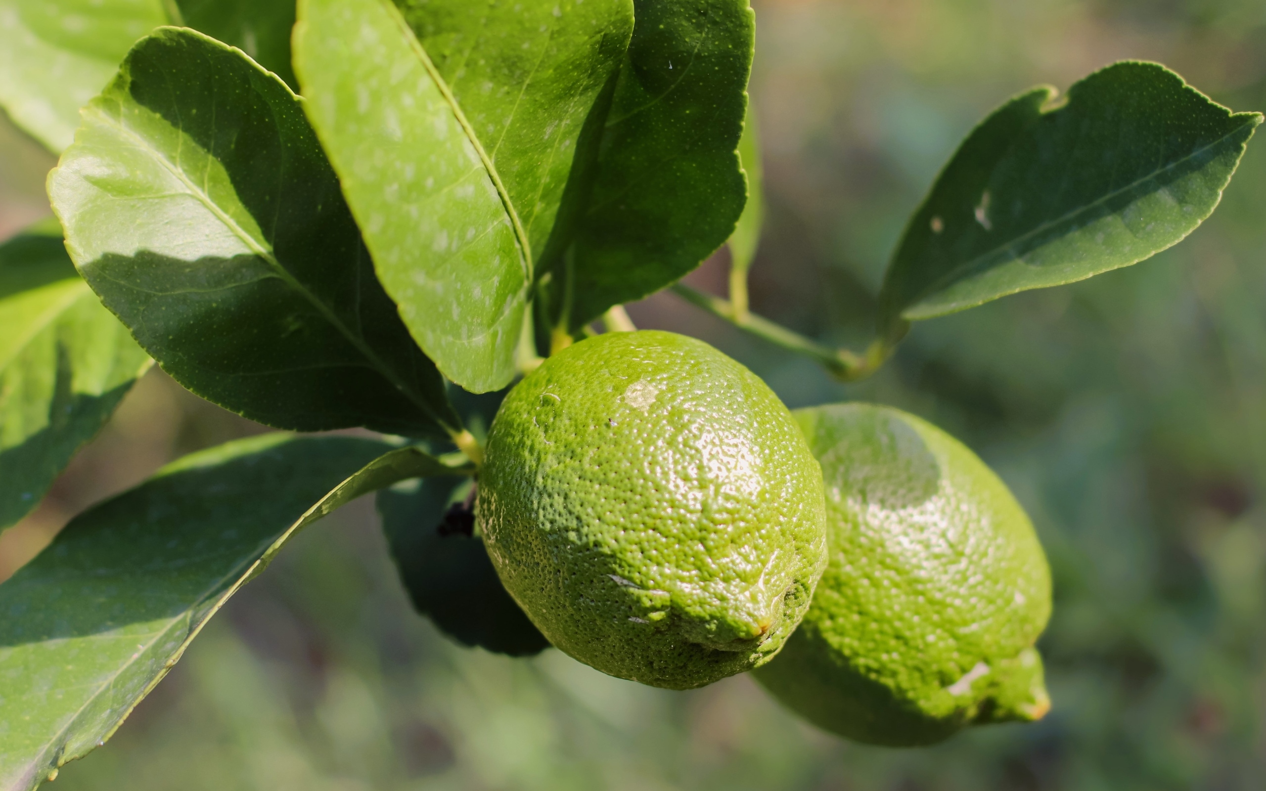 Зеленые лаймы на ветке с листьями