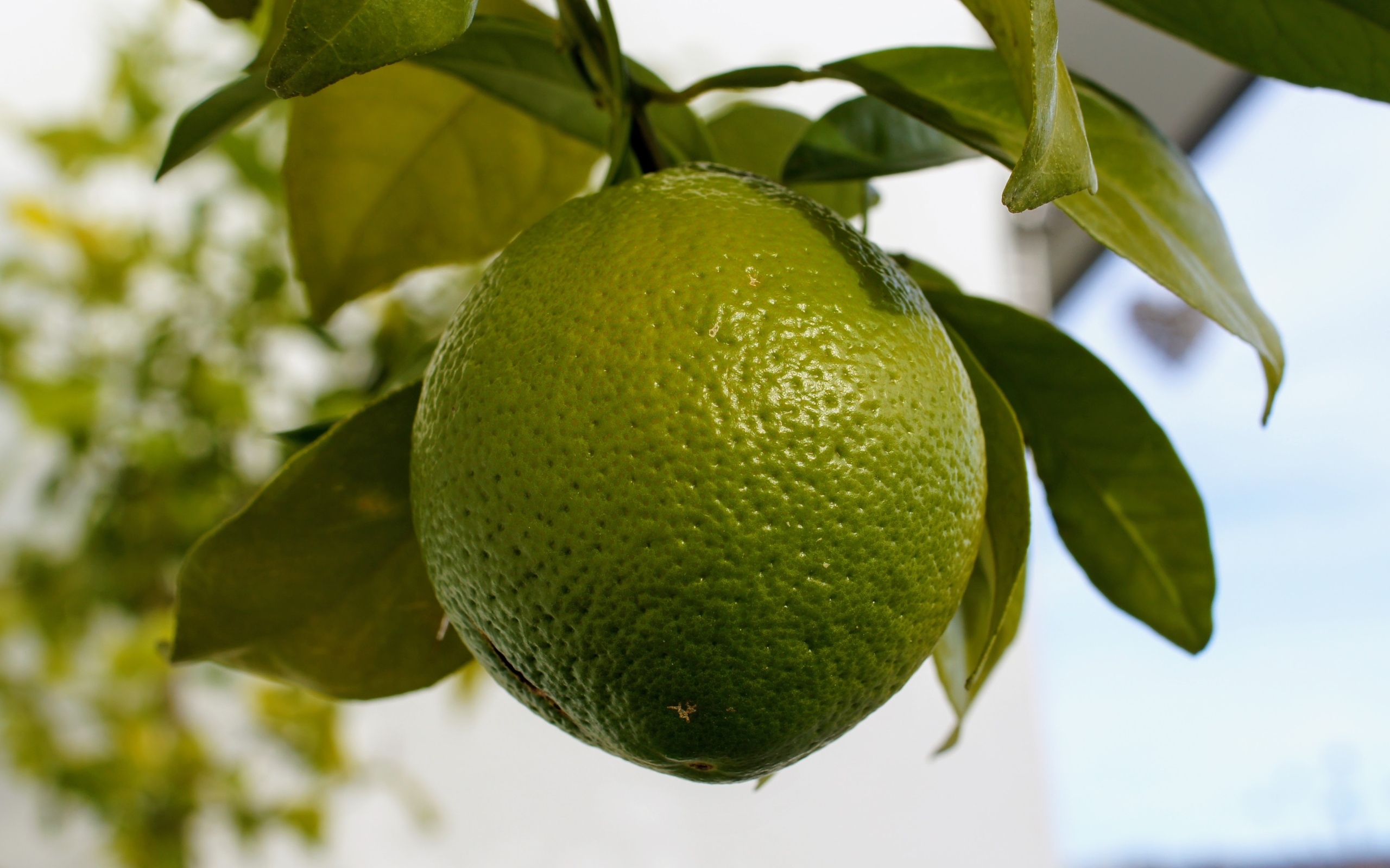 Большой зеленый лайм на ветке дерева крупным планом