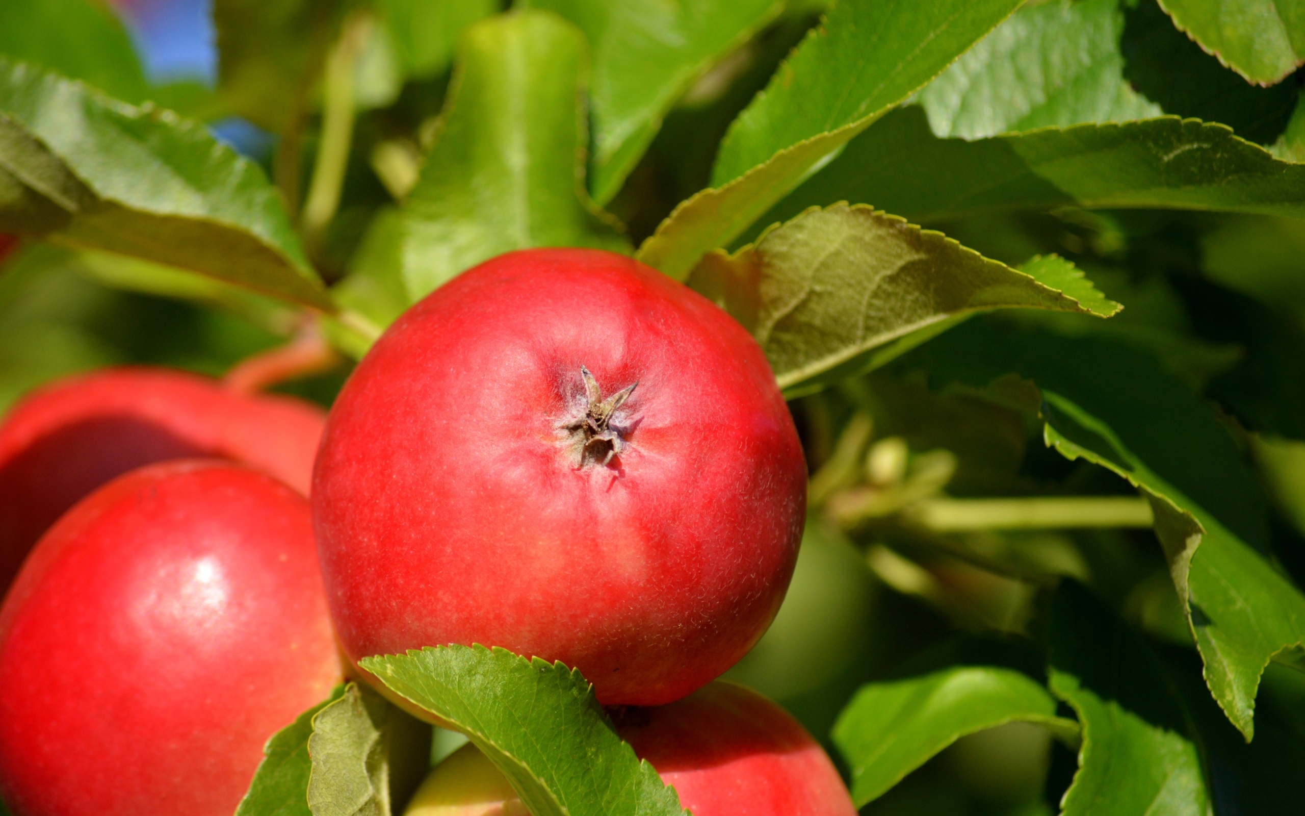 Спелые красные яблоки в зеленых листьях