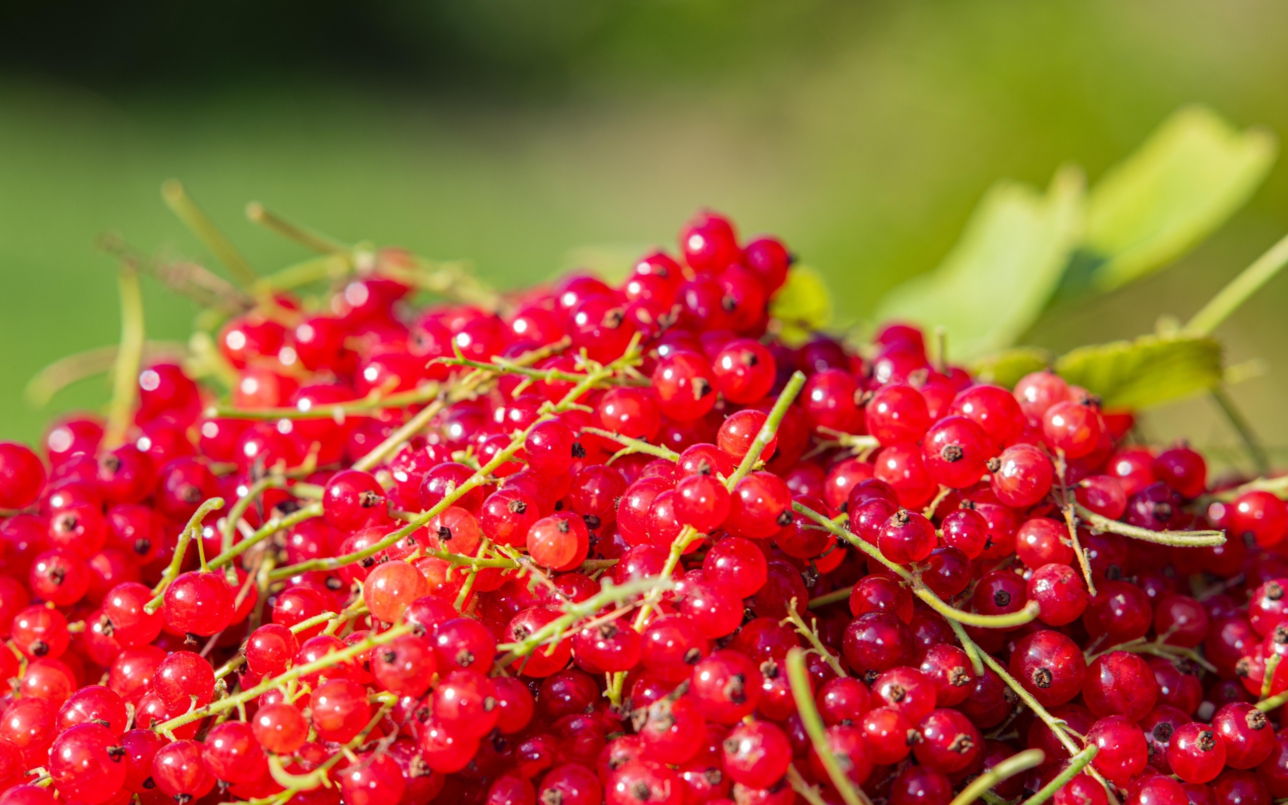 Ягоды спелой красной смородины