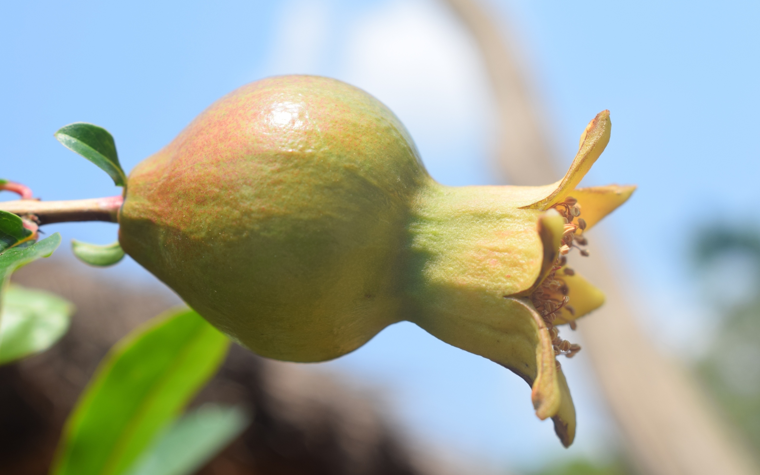 Плод граната созревает на ветке дерева