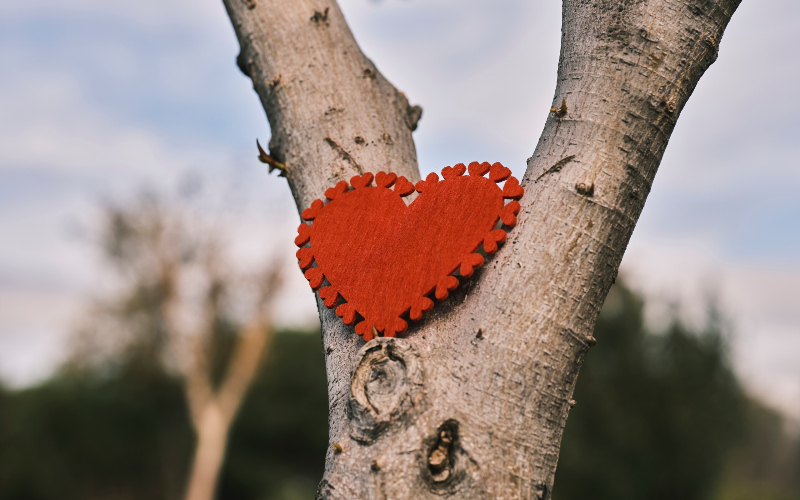 Красное сердце висит на дереве