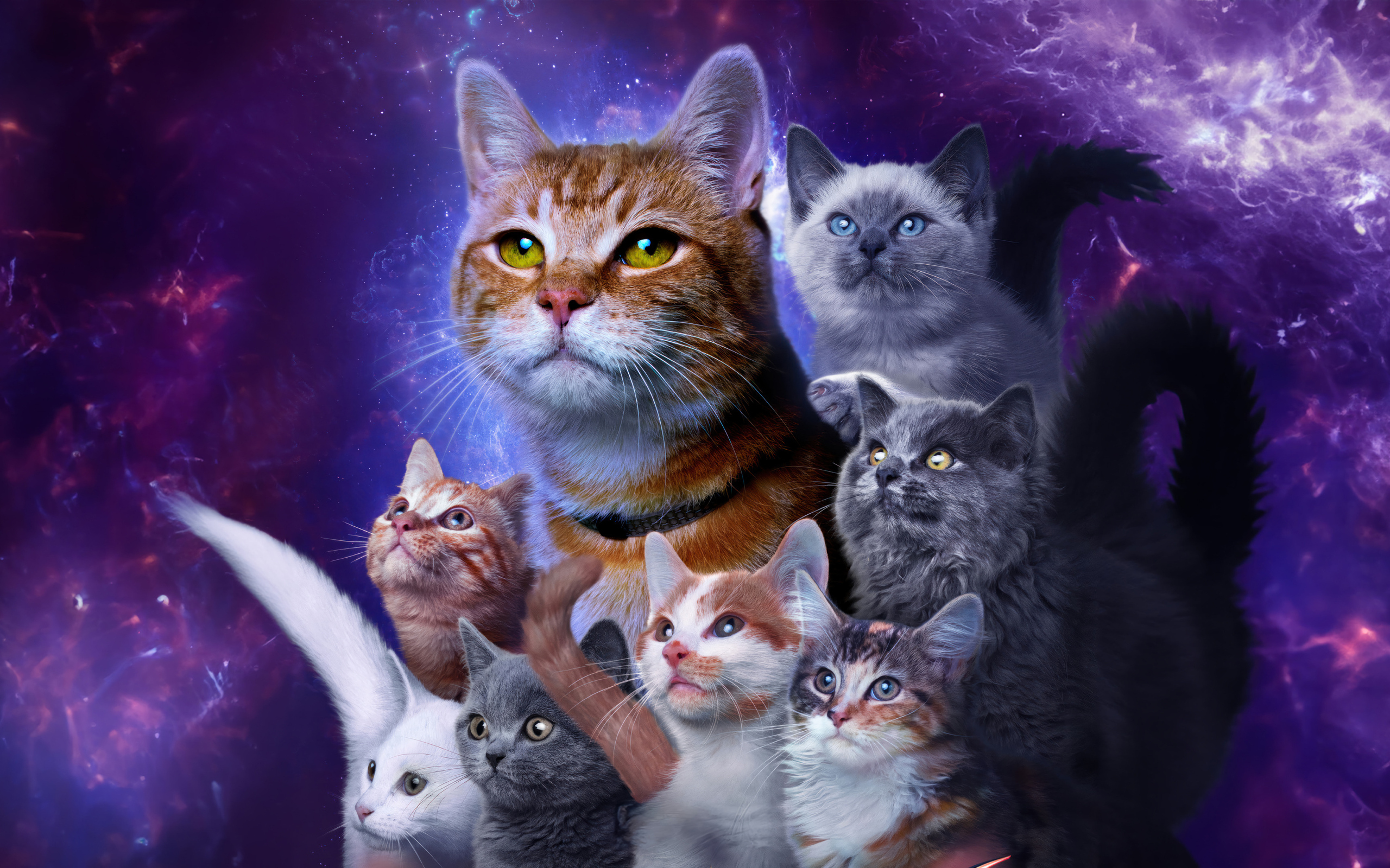 Коты из фантастического фильма Марвелы