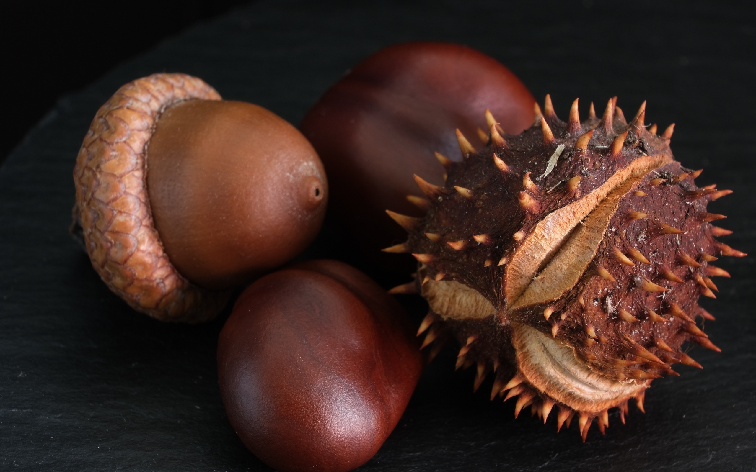 Сухие каштаны и желуди на черном фоне