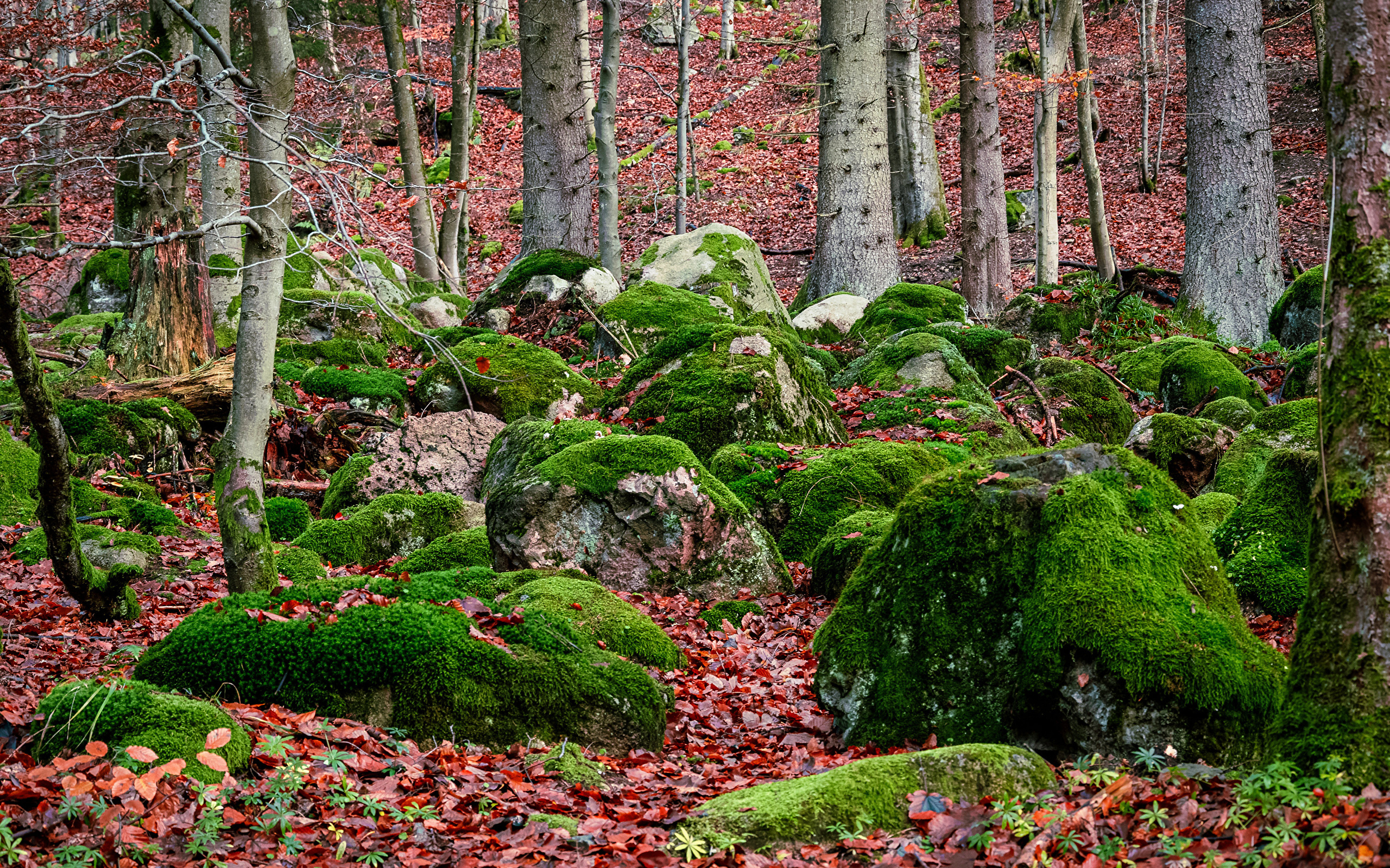Большие покрытые зеленым мхом камни в лесу