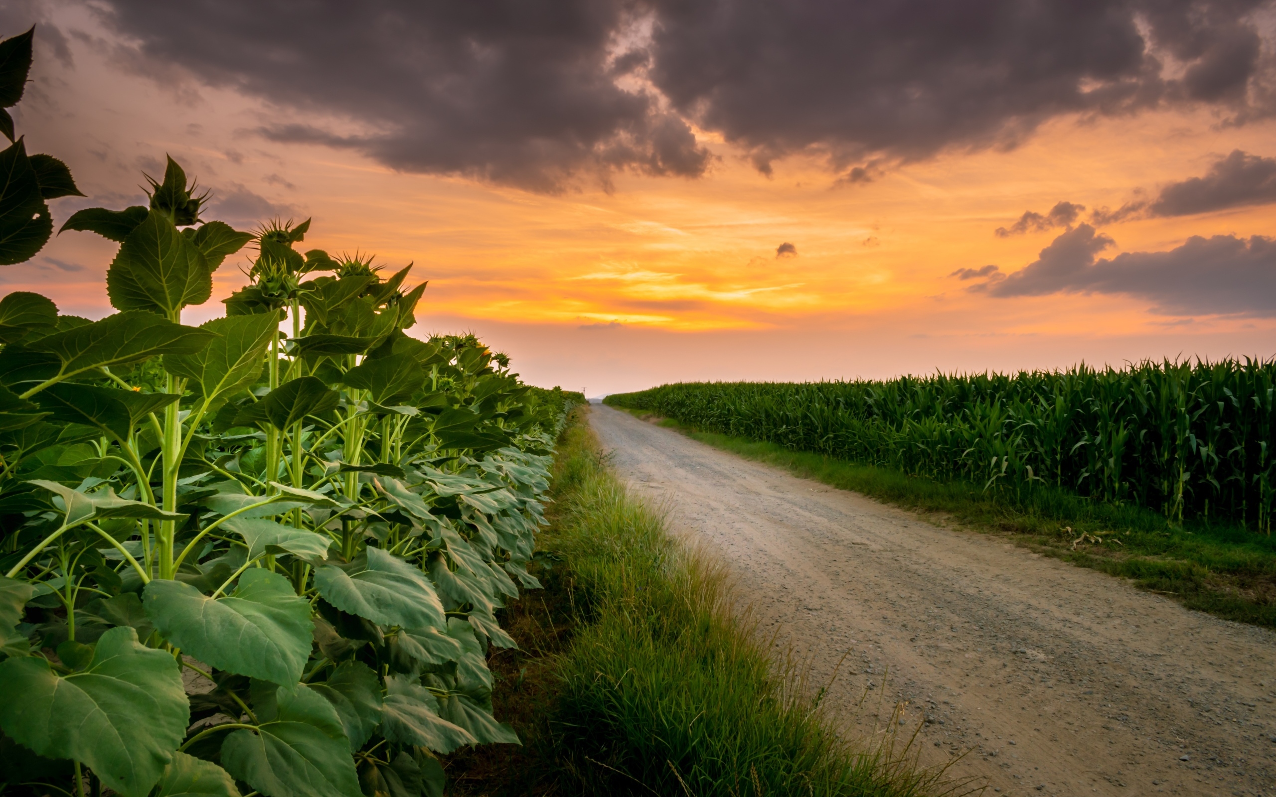Рассвет над полем летом