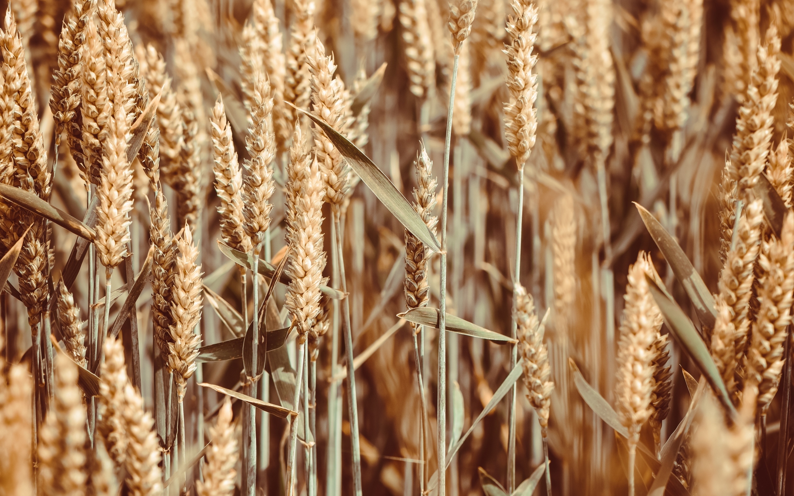 Спелые колосья пшеницы на поле крупным планом