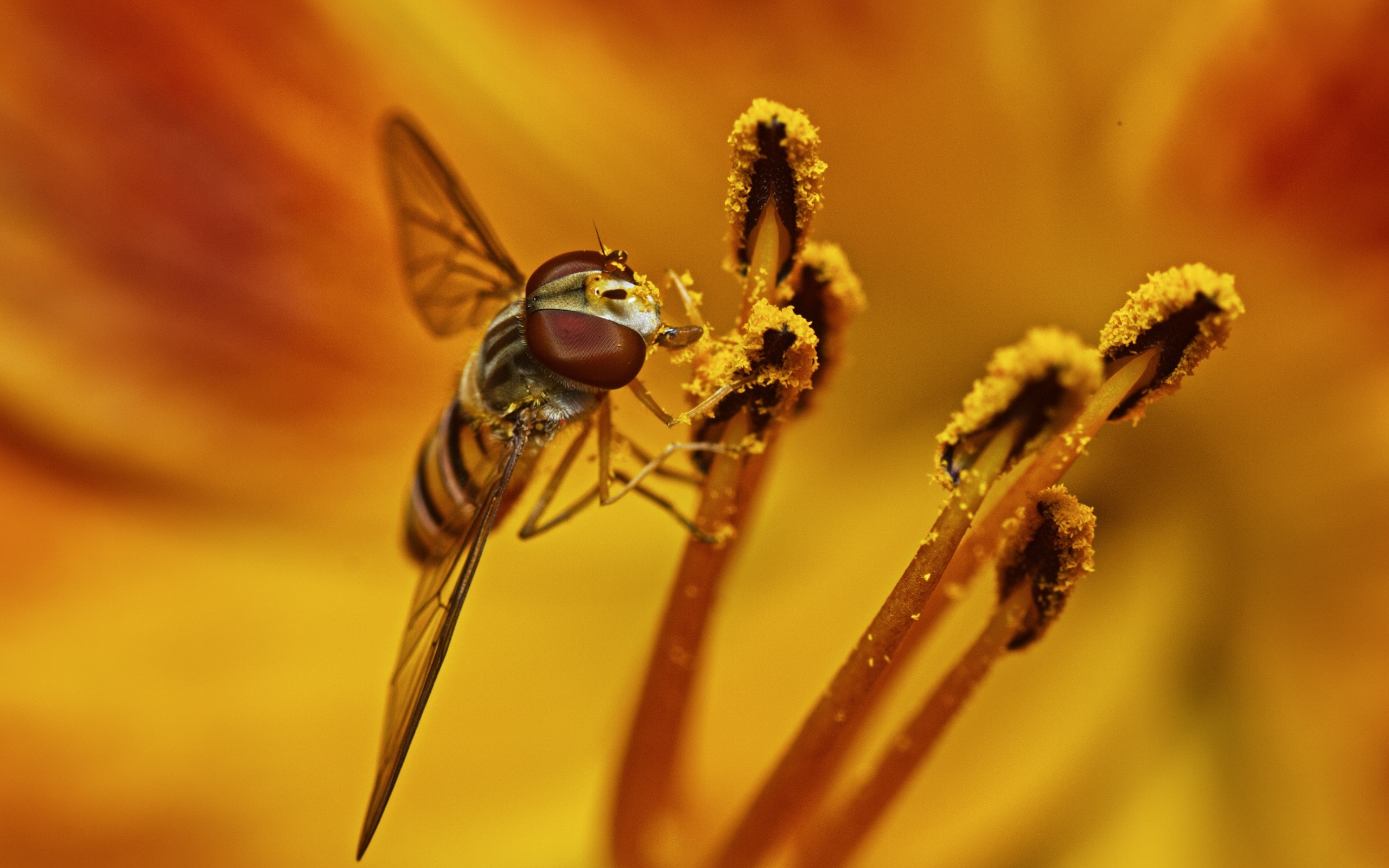 Муха сидит на цветке лилии