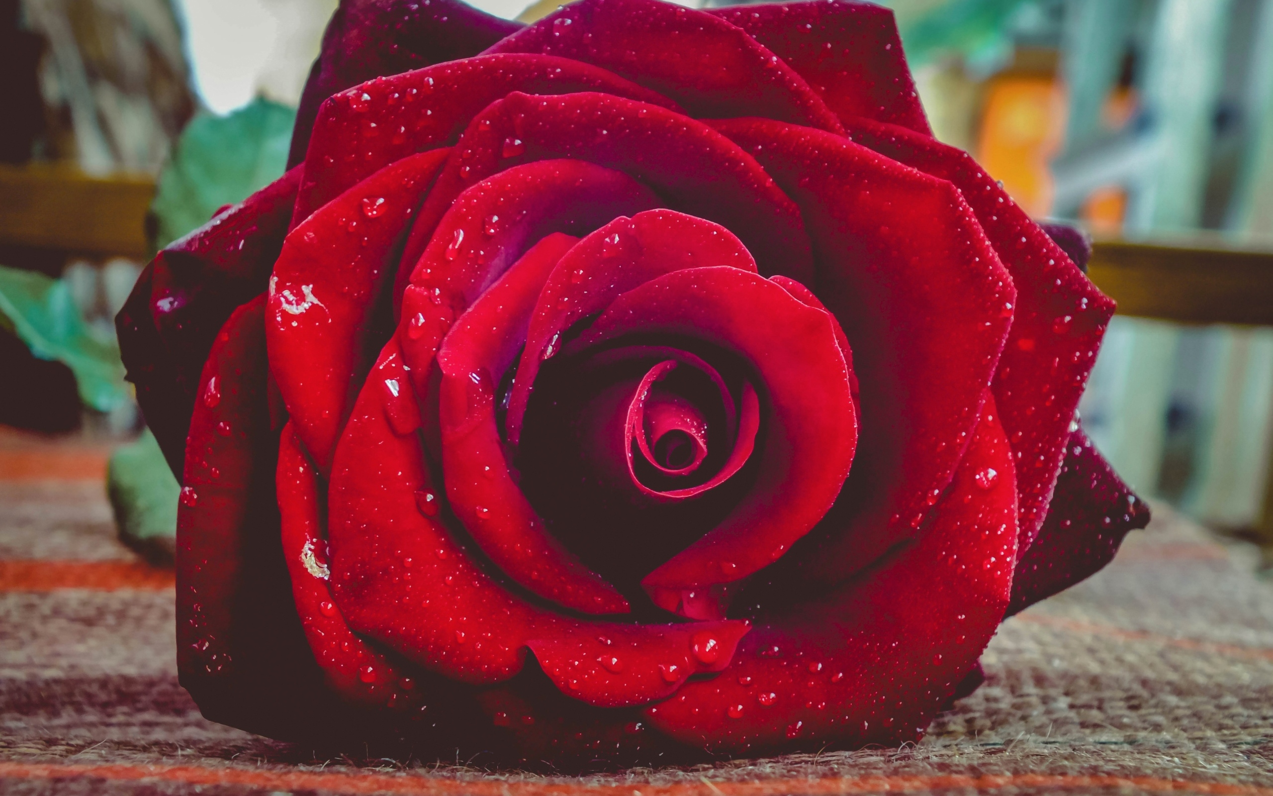 Красная роза в каплях росы лежит на полу