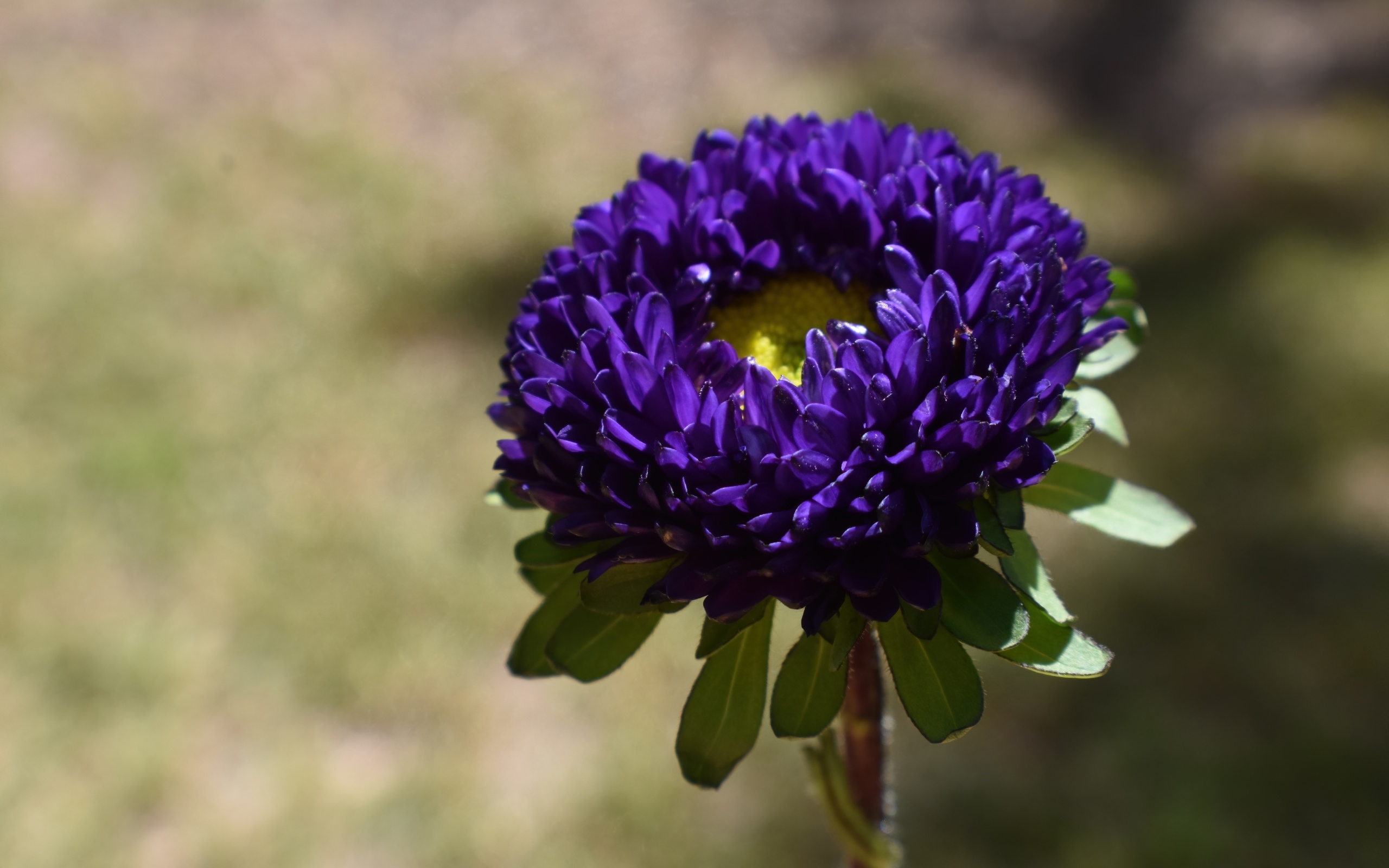 Красивая синяя астра крупным планом