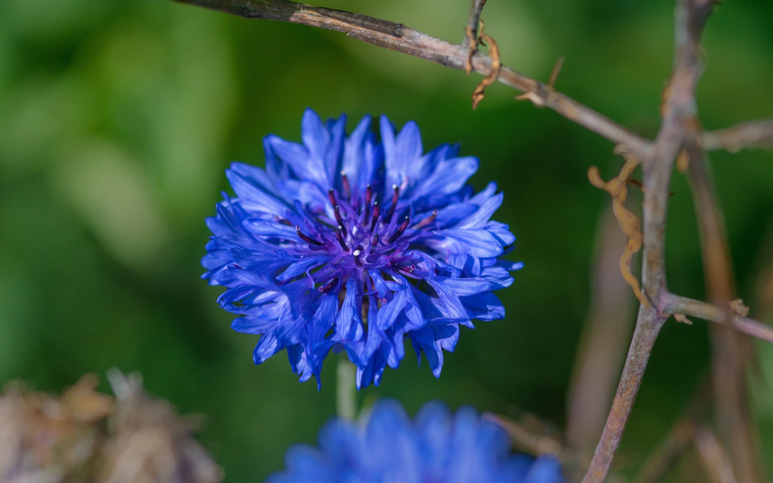 Красивый синий василек крупным планом