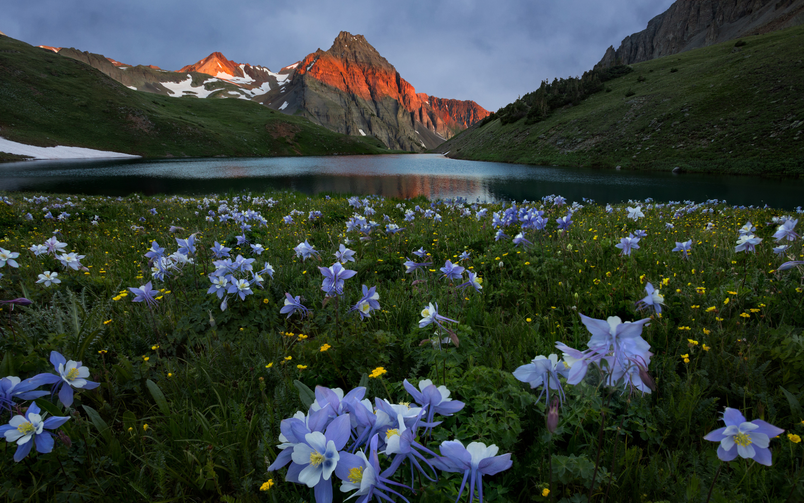 Красивые голубые цветы на фоне гор
