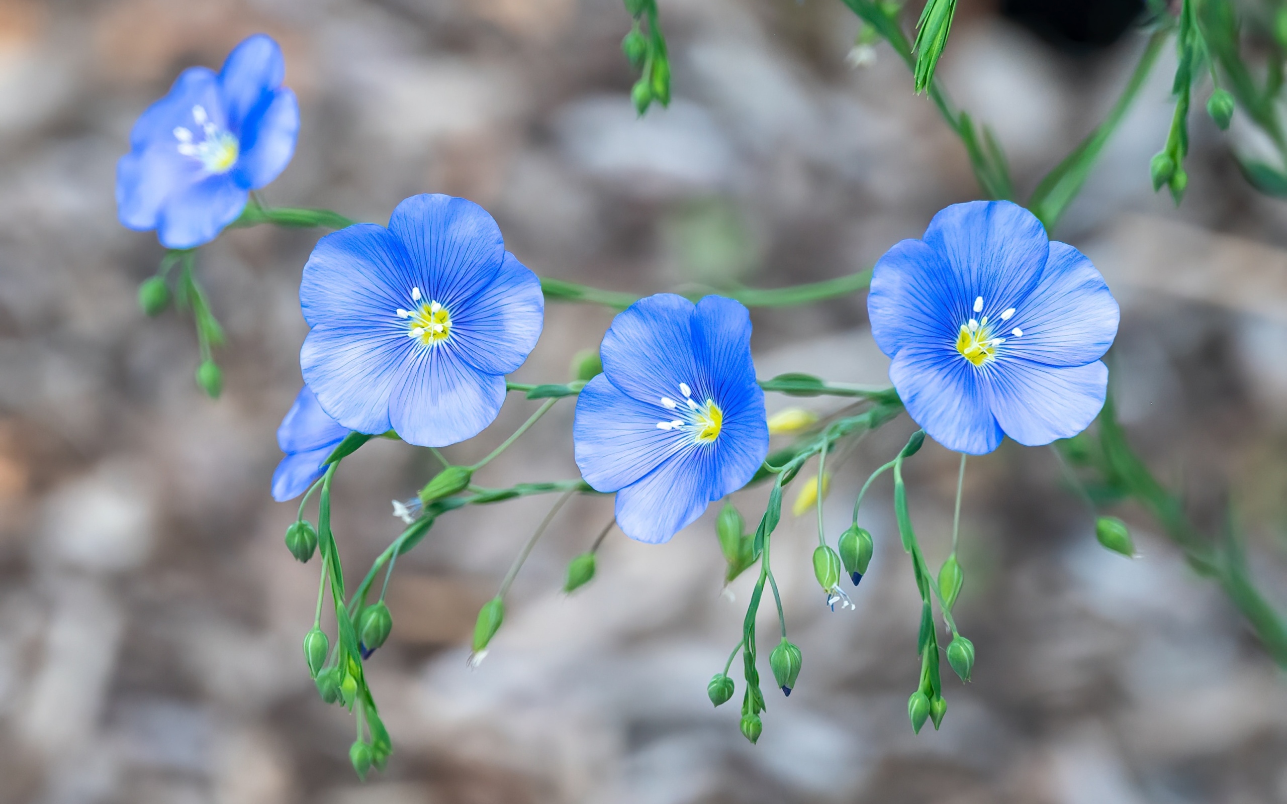 Красивые синие цветы незабудки вблизи