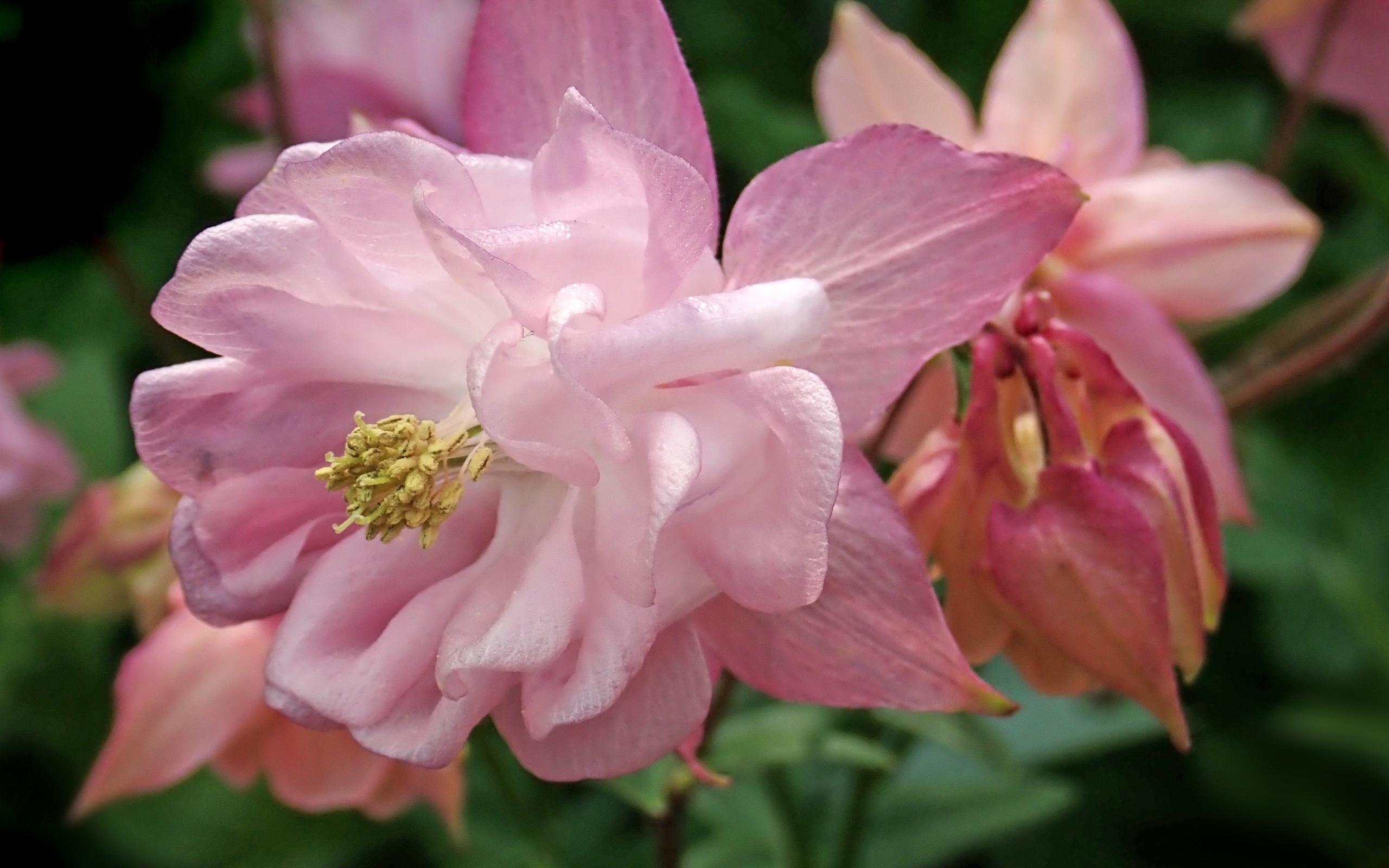 Красивый цветок водосбор крупным планом