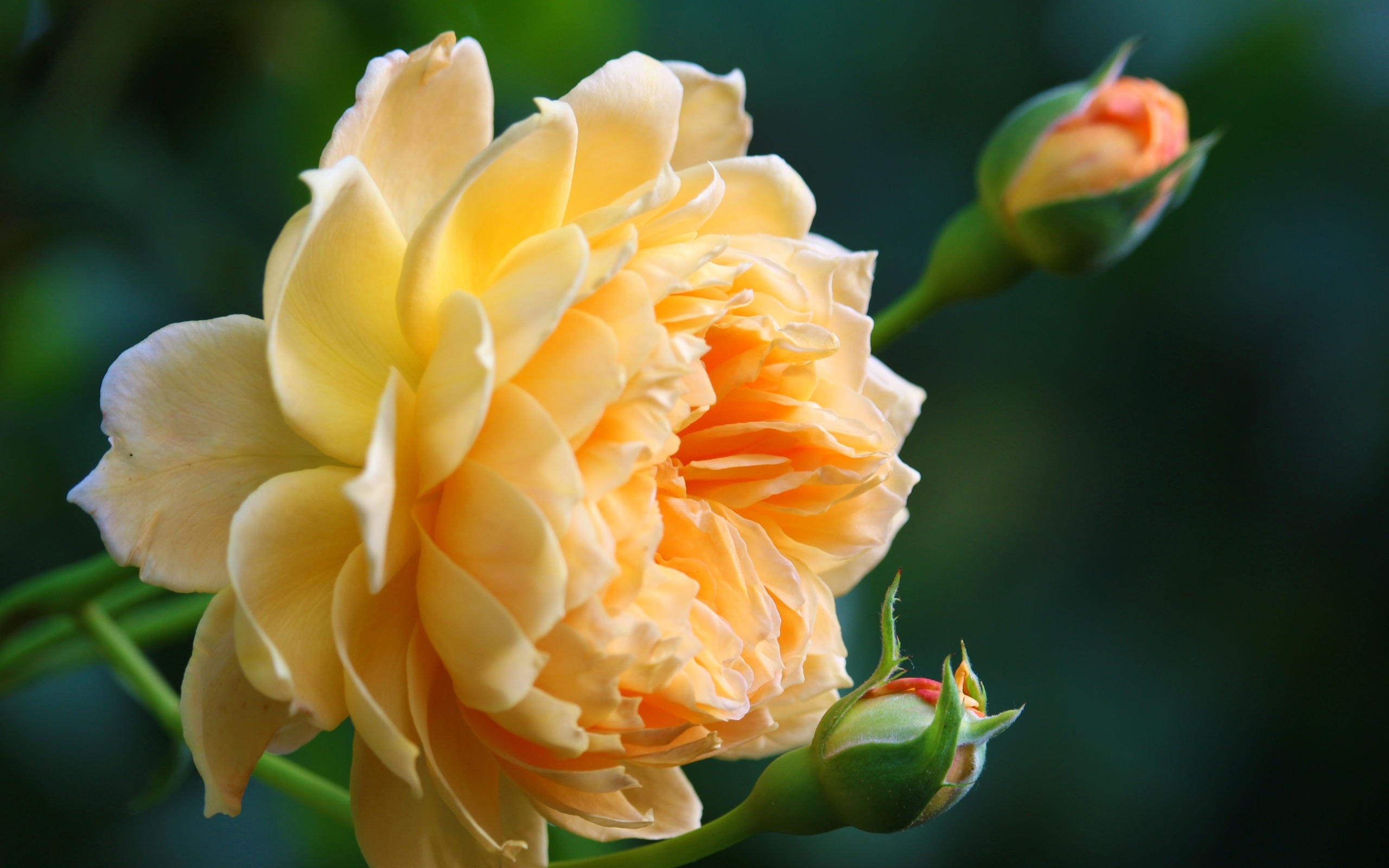 Красивая кремовая роза с бутонами роз