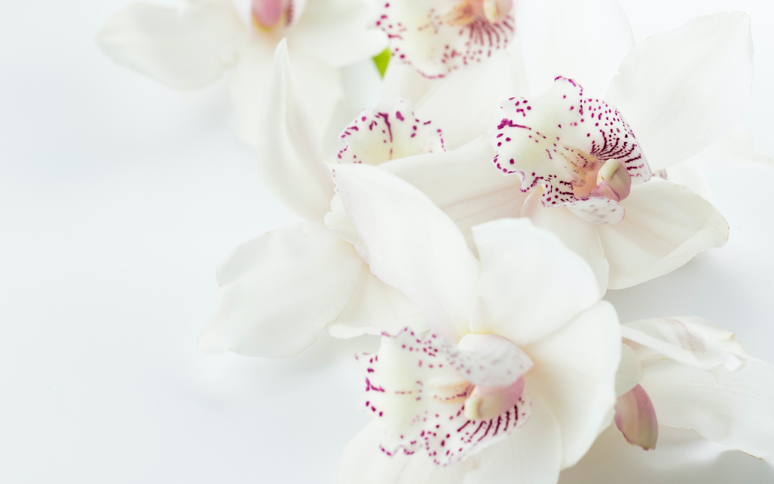 Красивая нежная орхидея с розовыми точками