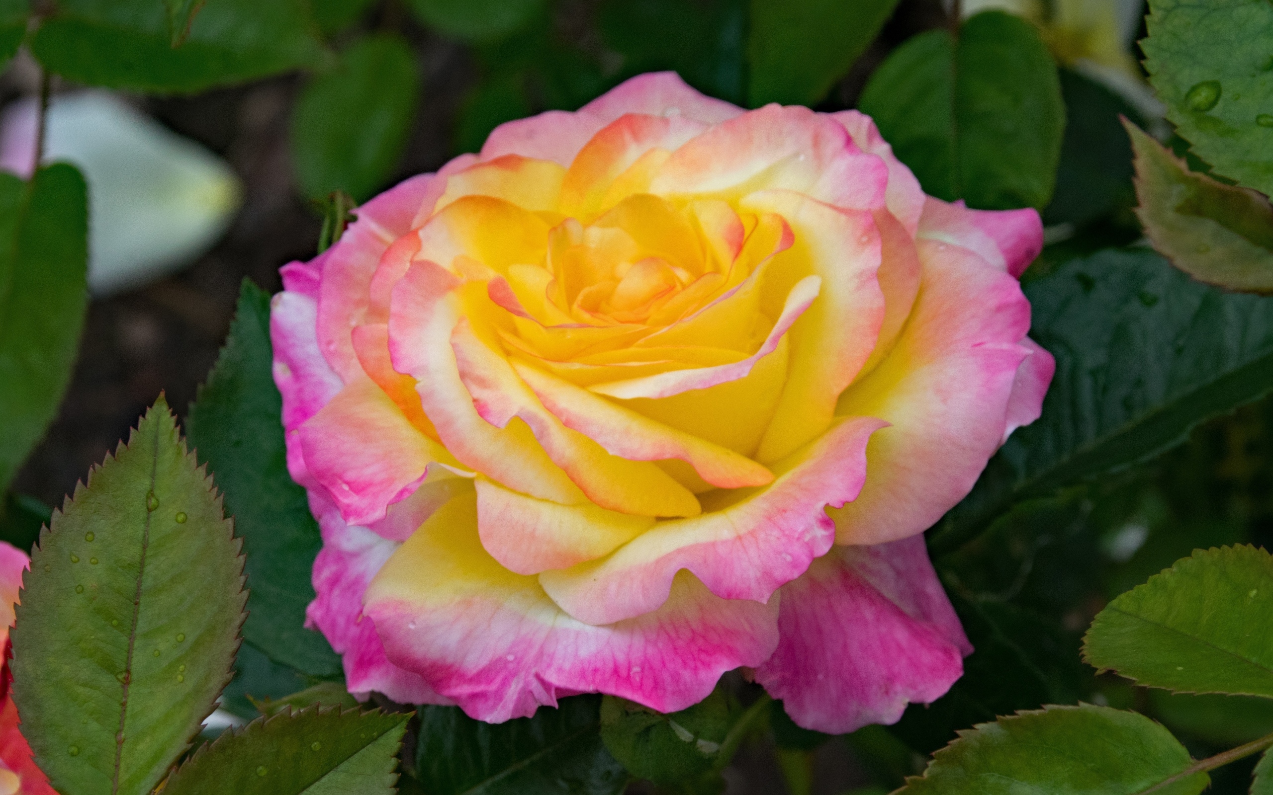 Красивые нежные розовые лепестки розы с желтой серединкой