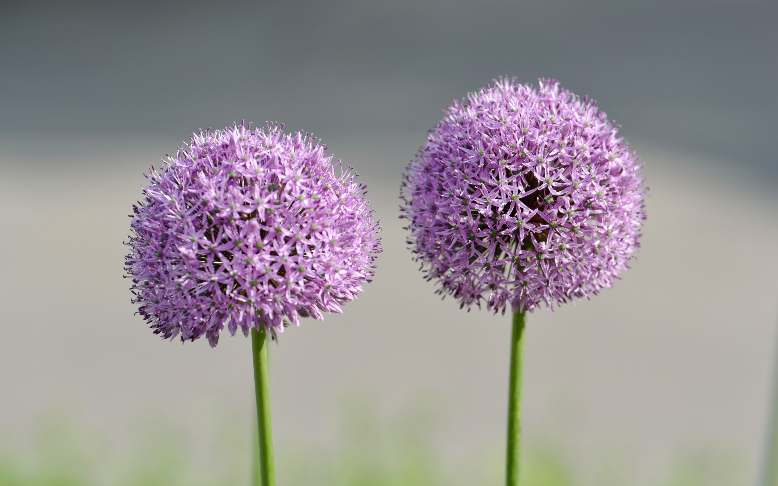 Красивые сиреневые шарики цветка Аллиум