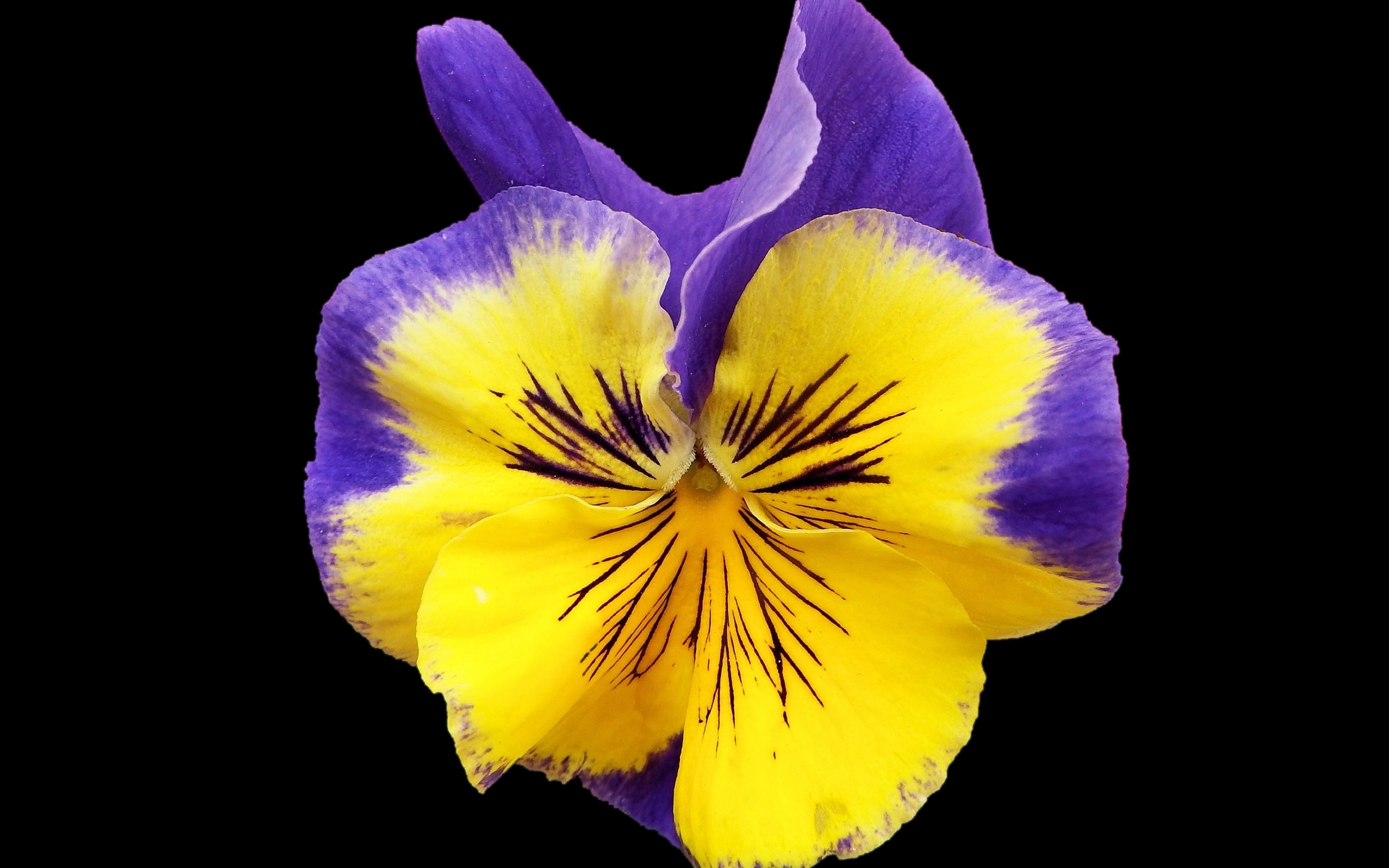 Красивый цветок анютины глазки на черном фоне