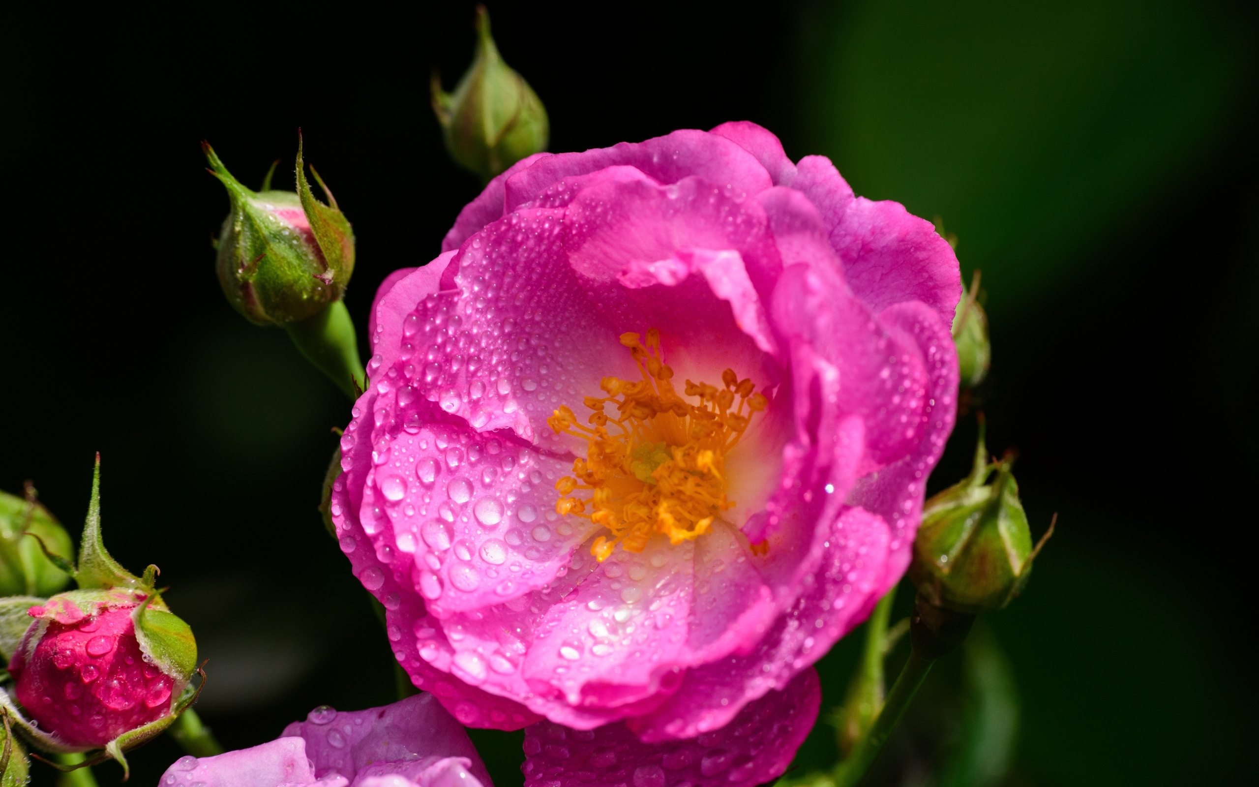 Красивая парковая роза с бутонами в каплях воды