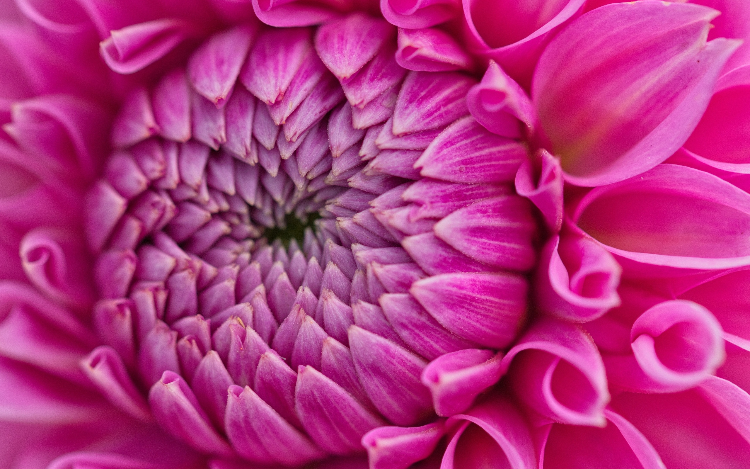 Красивый розовый цветок георгина крупным планом