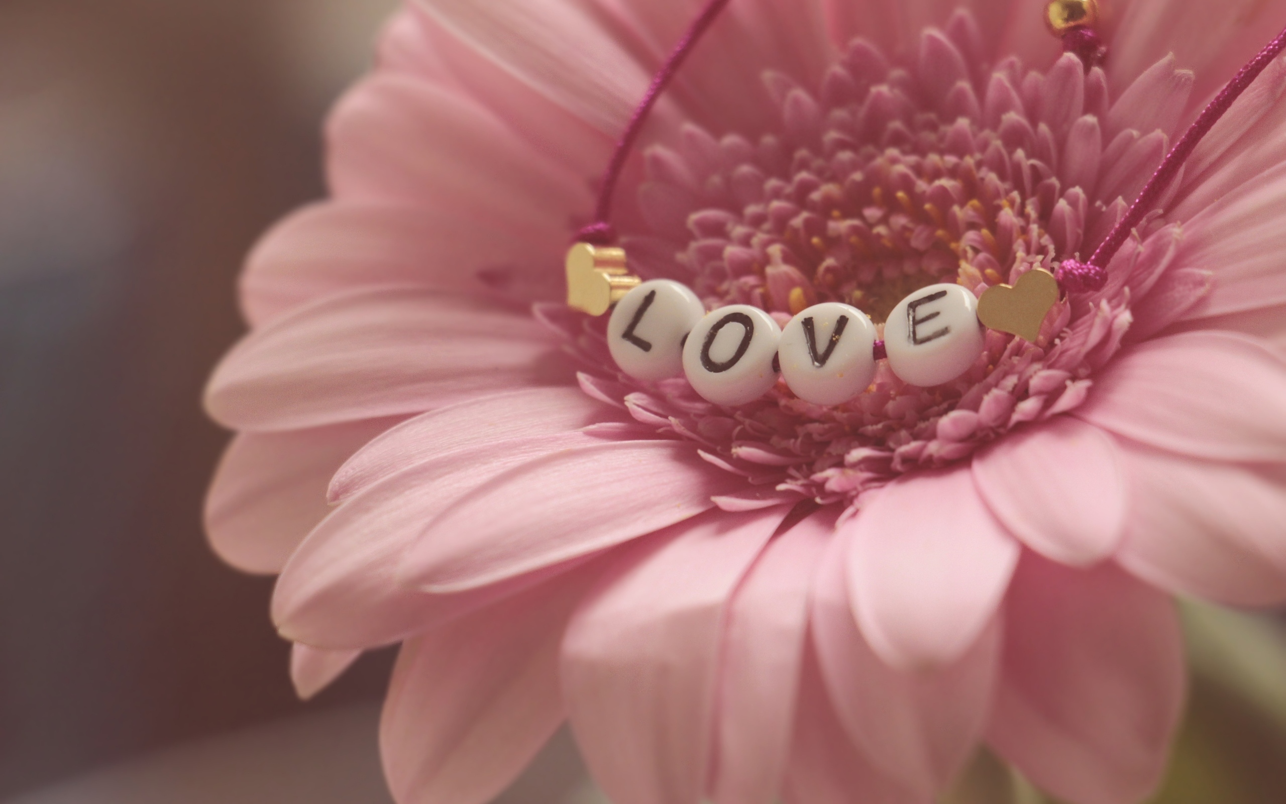 Красивая розовая гербера с надписью любовь