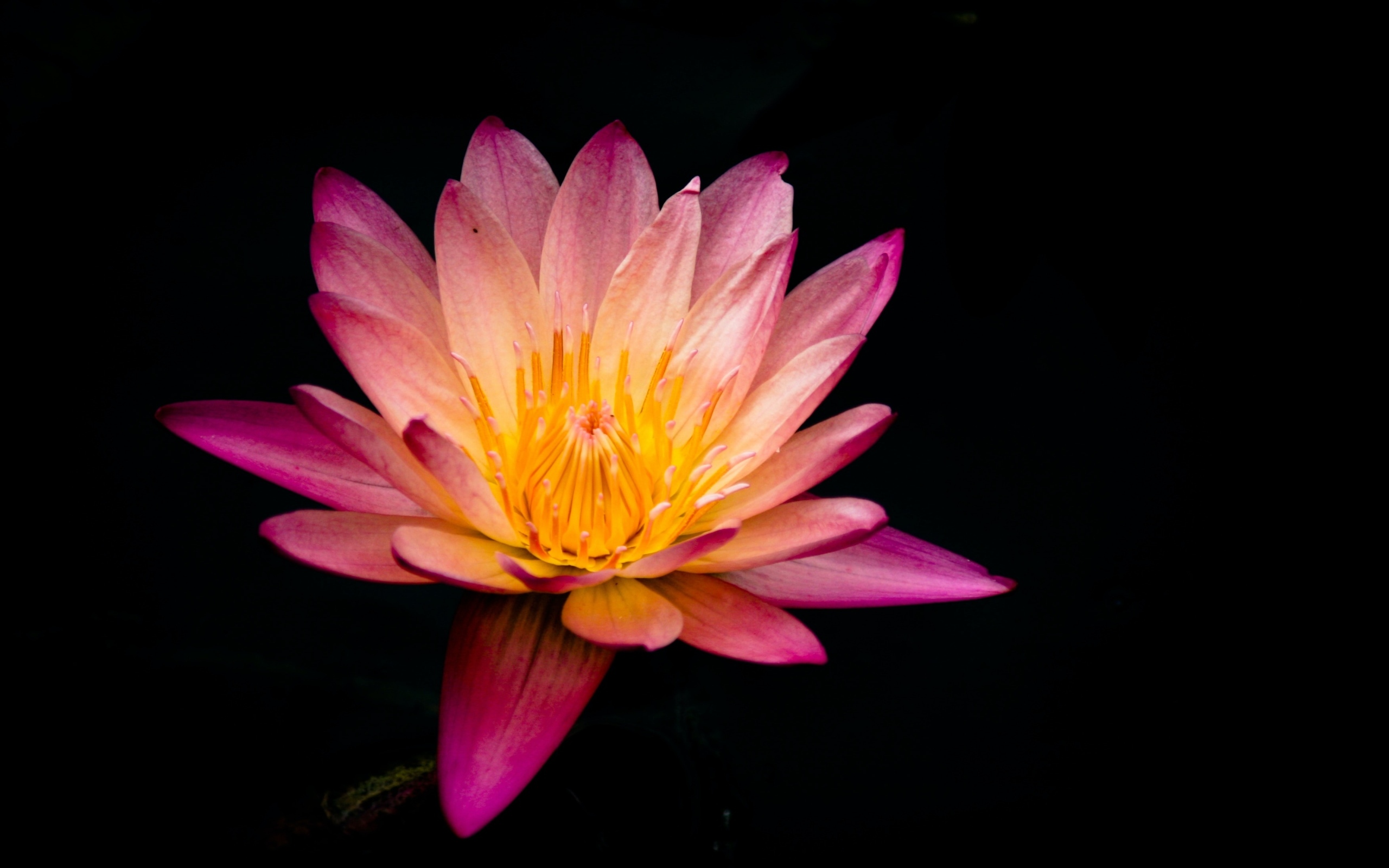 Красивый розовый цветок лотоса на черном фоне