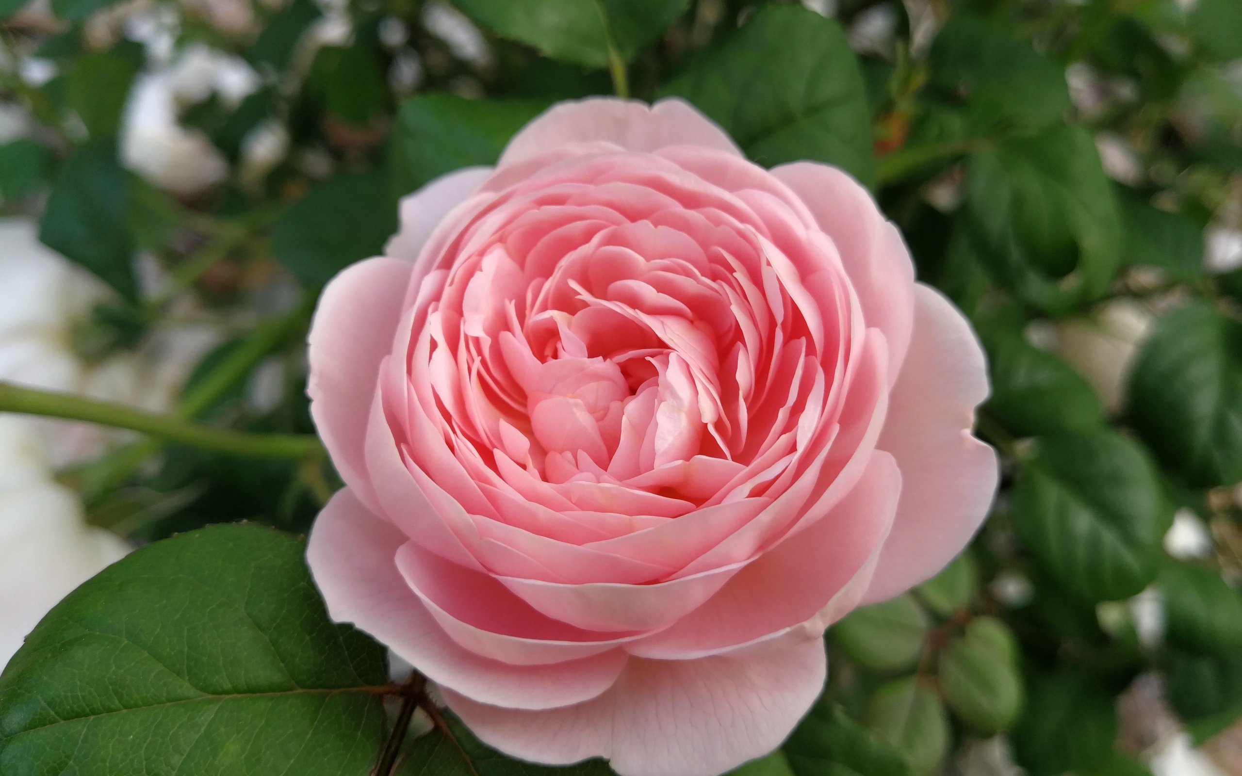 Красивая розовая пышная роза с зелеными листьями