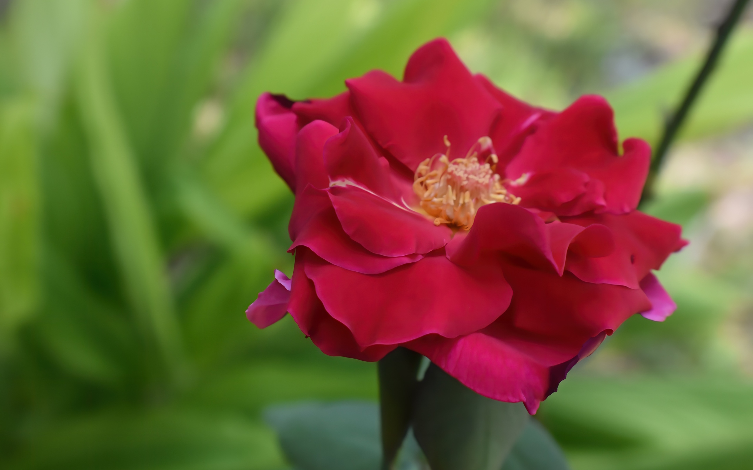 Красивая розовая роза крупным планом