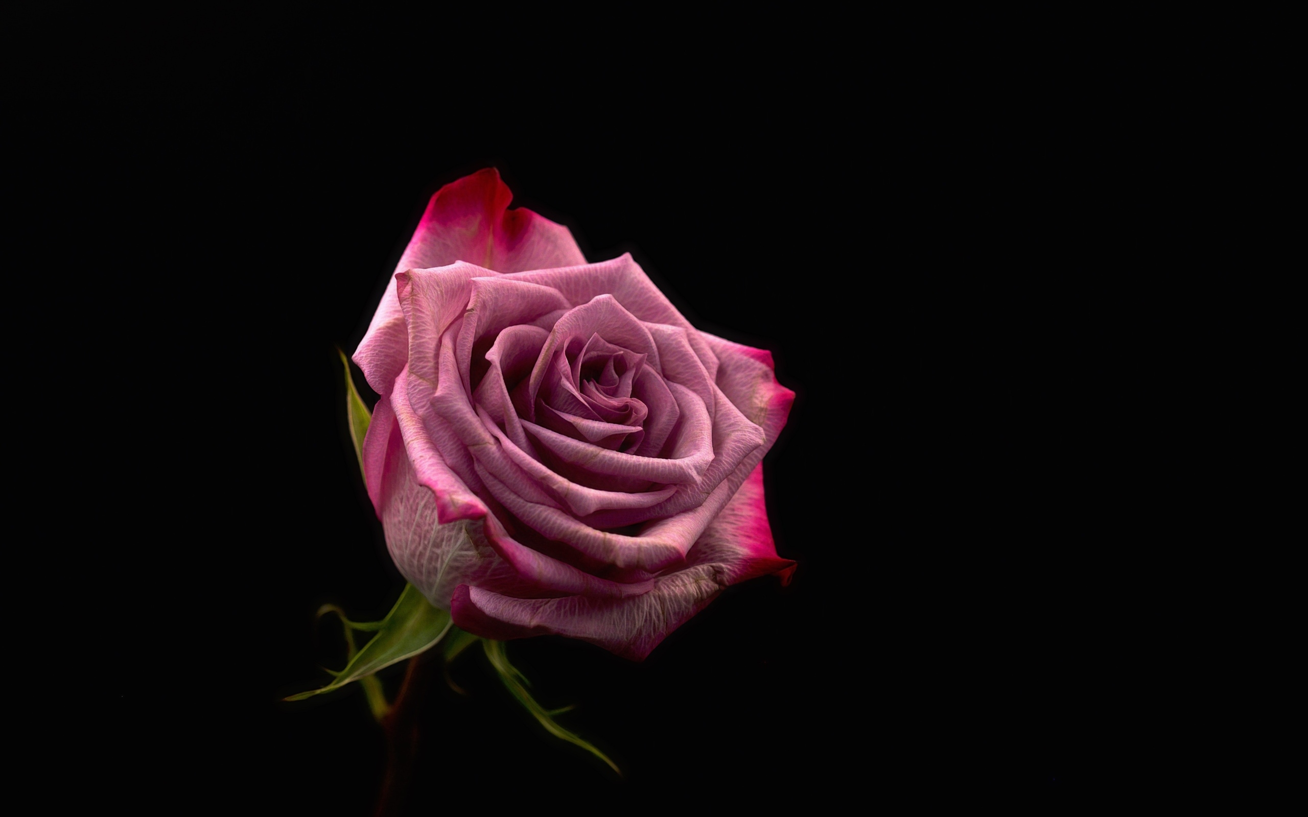 Красивая розовая роза на черном фоне