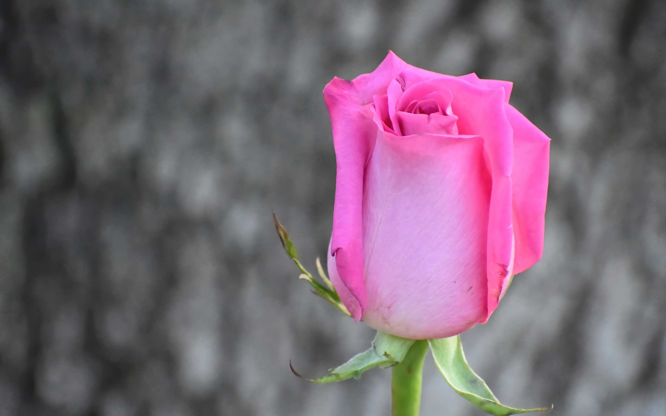 Красивая розовая роза на сером фоне