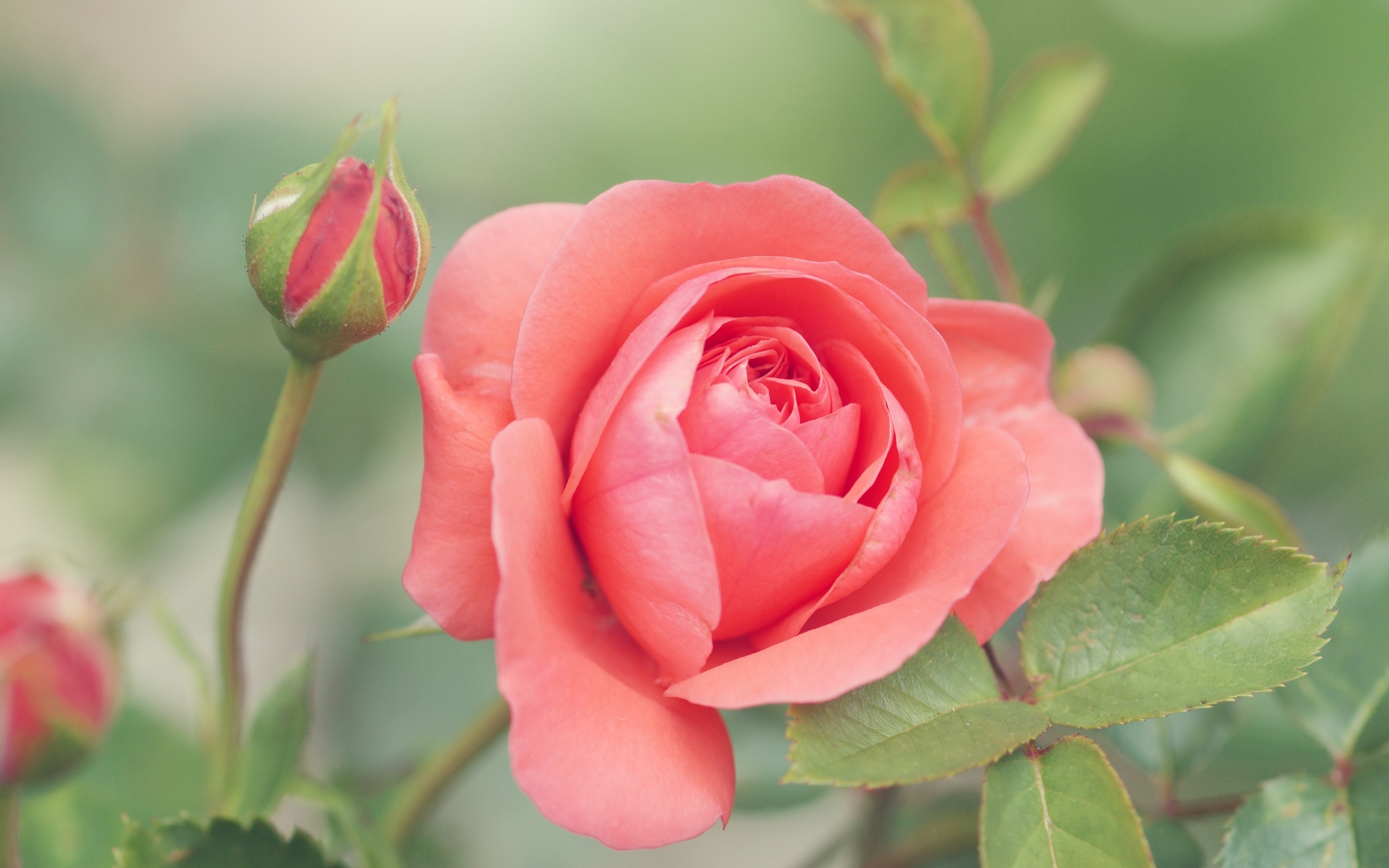 Красивая розовая роза с бутонами на клумбе в парке