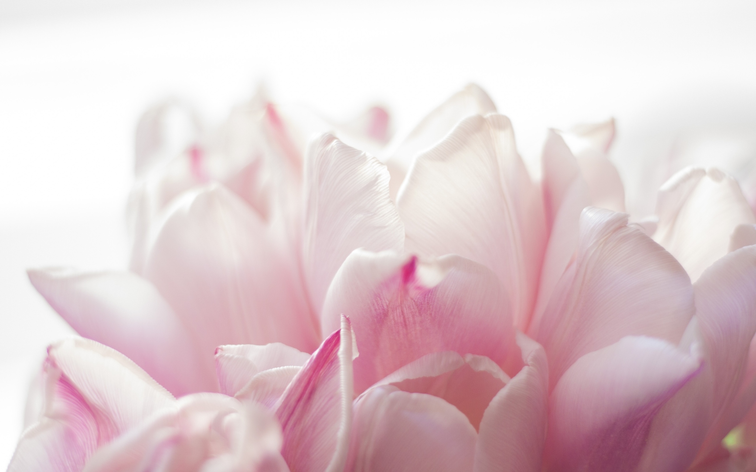 Красивые розовые лепестки тюльпана 