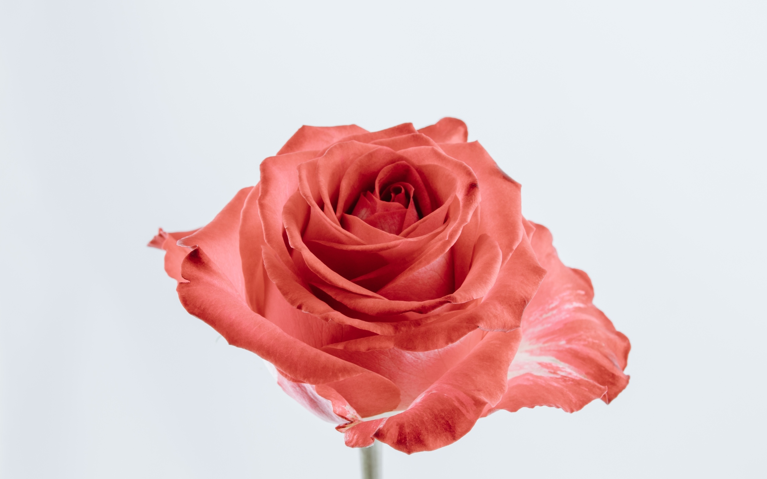 Красивая алая роза на сером фоне крупным планом