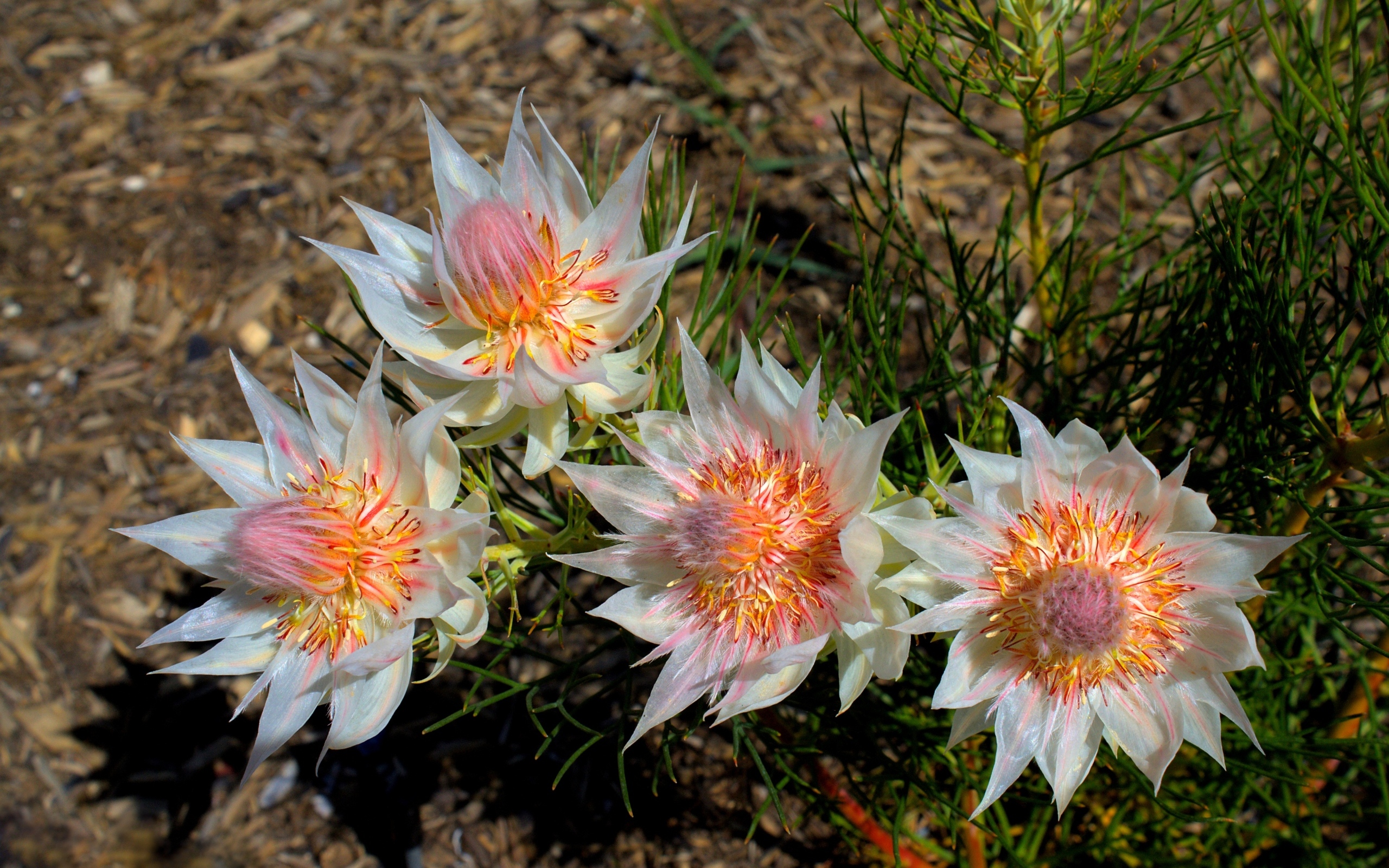 Красивые цветы серрурия на земле