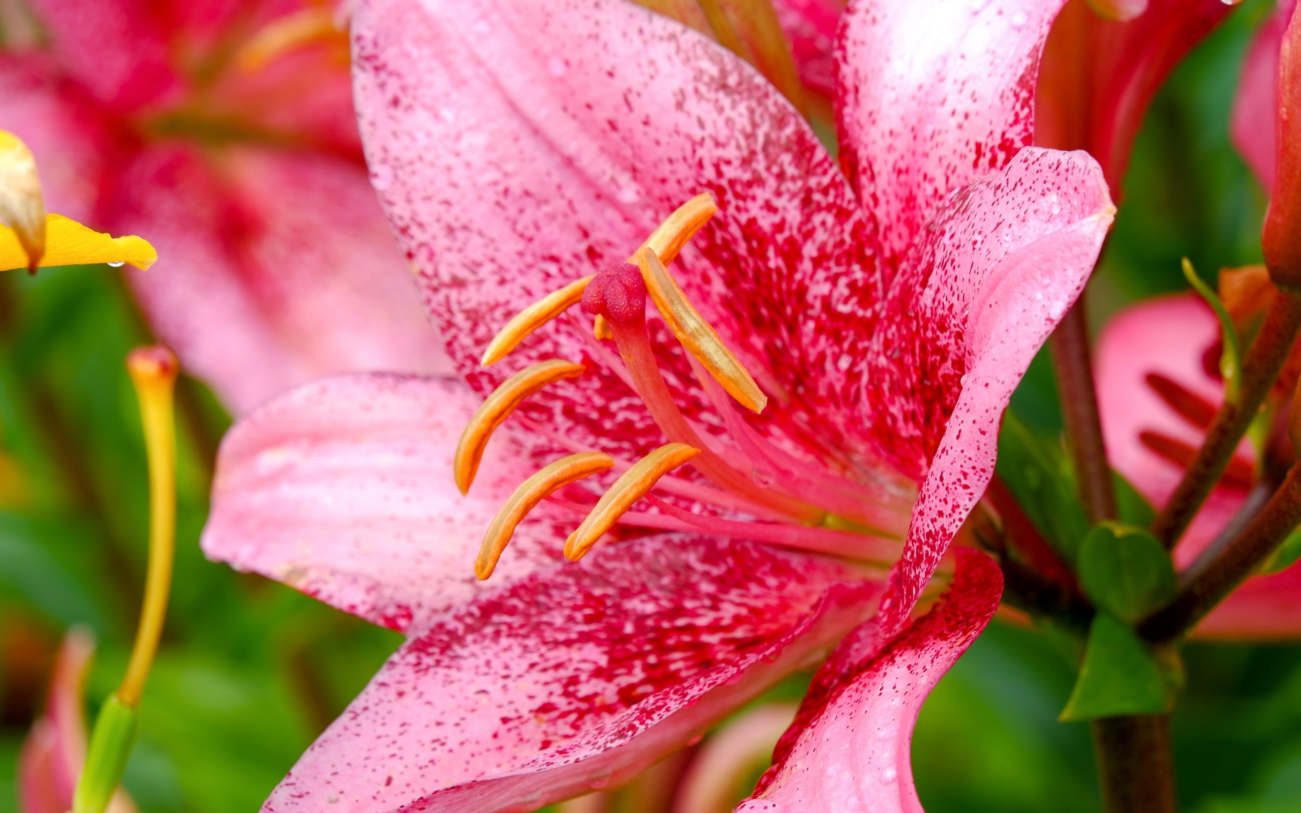 Красивая пятнистая розовая лилия крупным планом