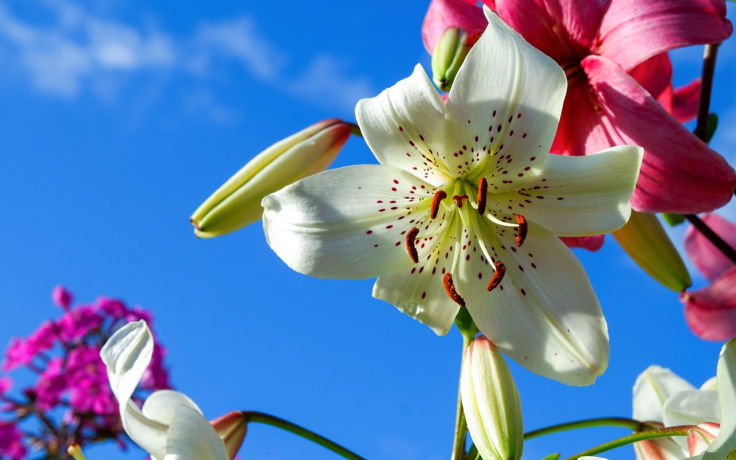 Красивые белые и розовые лилии на фоне голубого неба