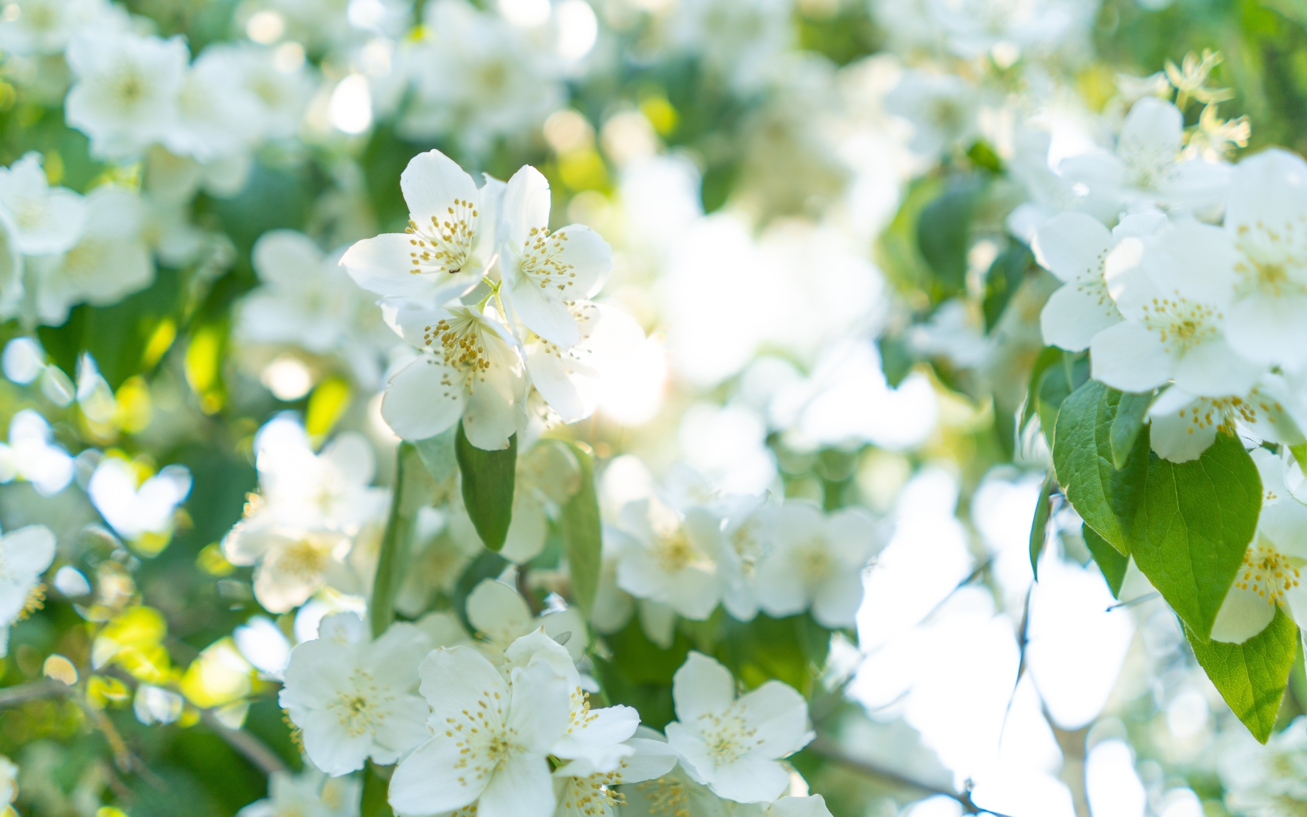 Красивые белые ароматные цветы жасмина