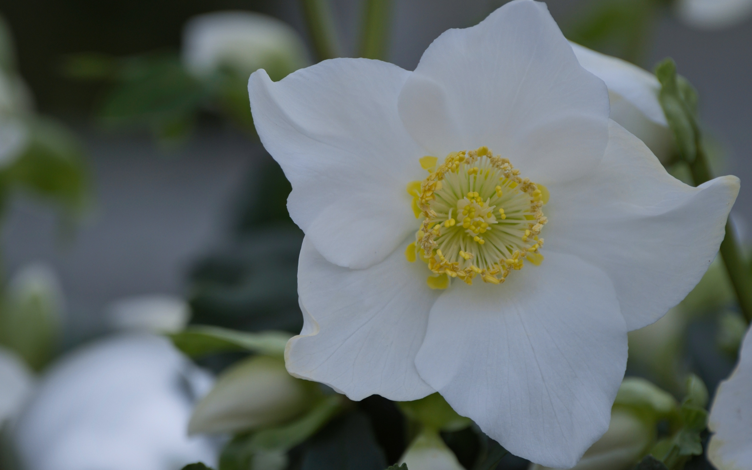 Красивый белый цветок морозник вблизи