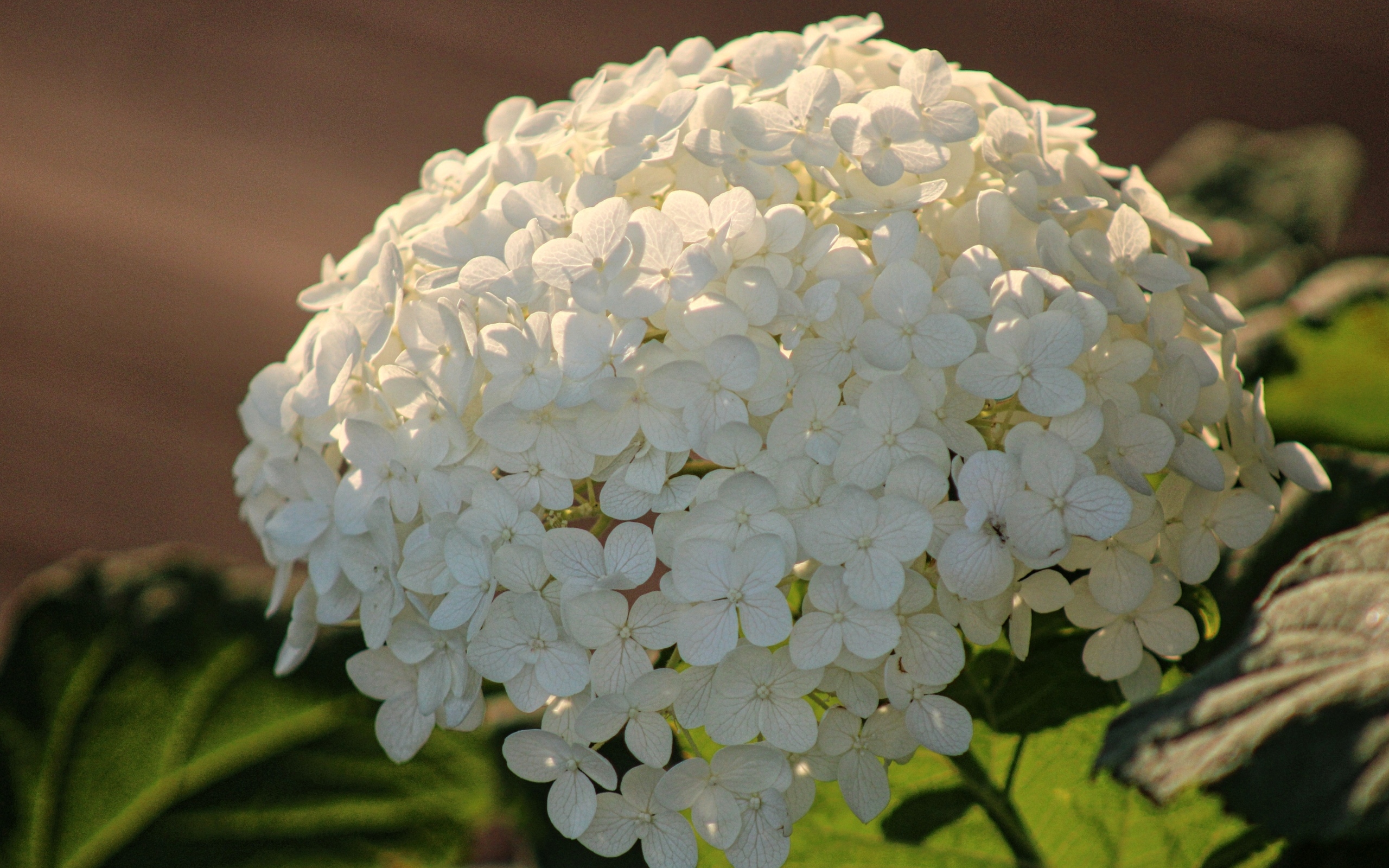 Красивый белый большой цветок гортензии