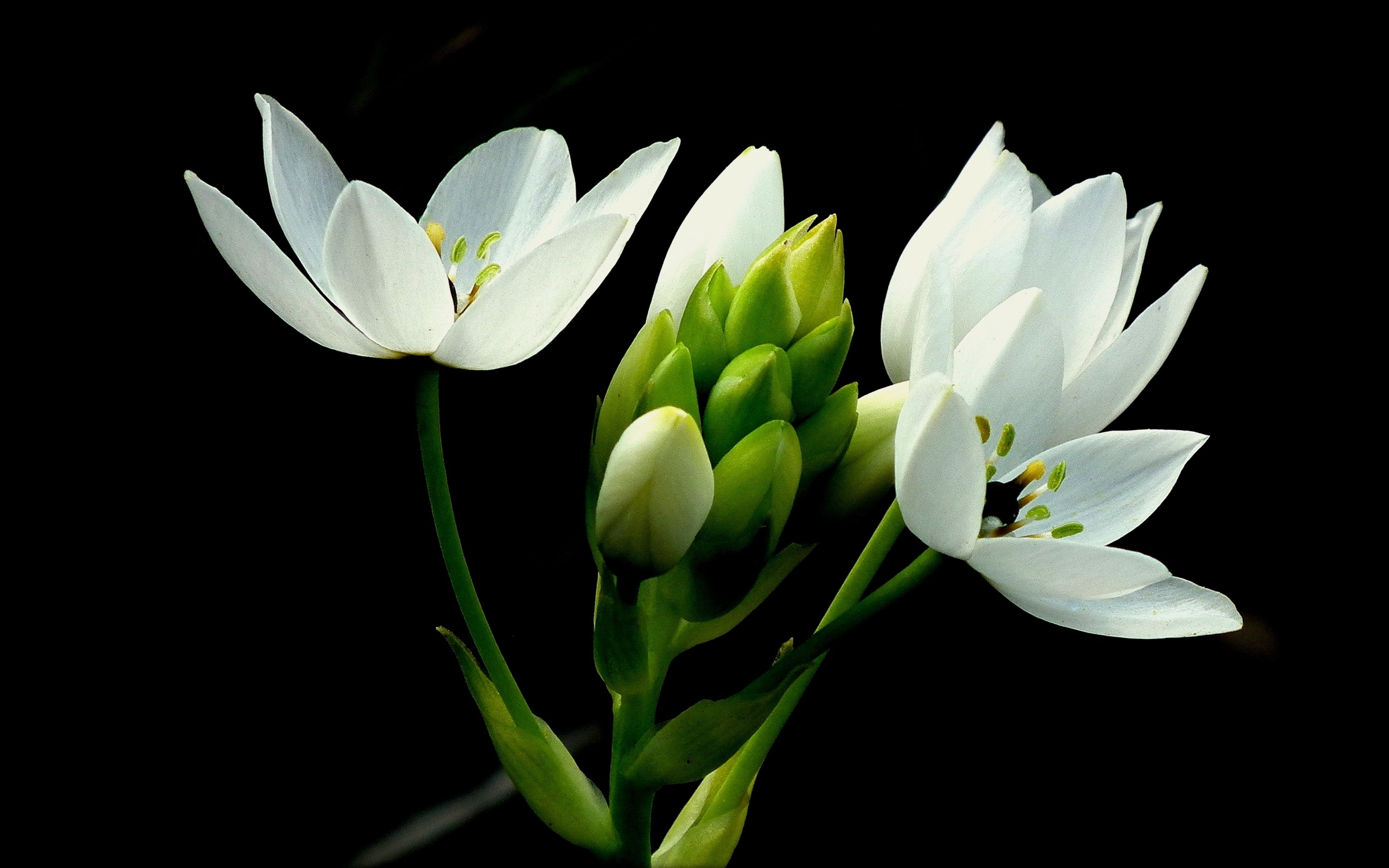 Красивый белый цветок лилии на черном фоне