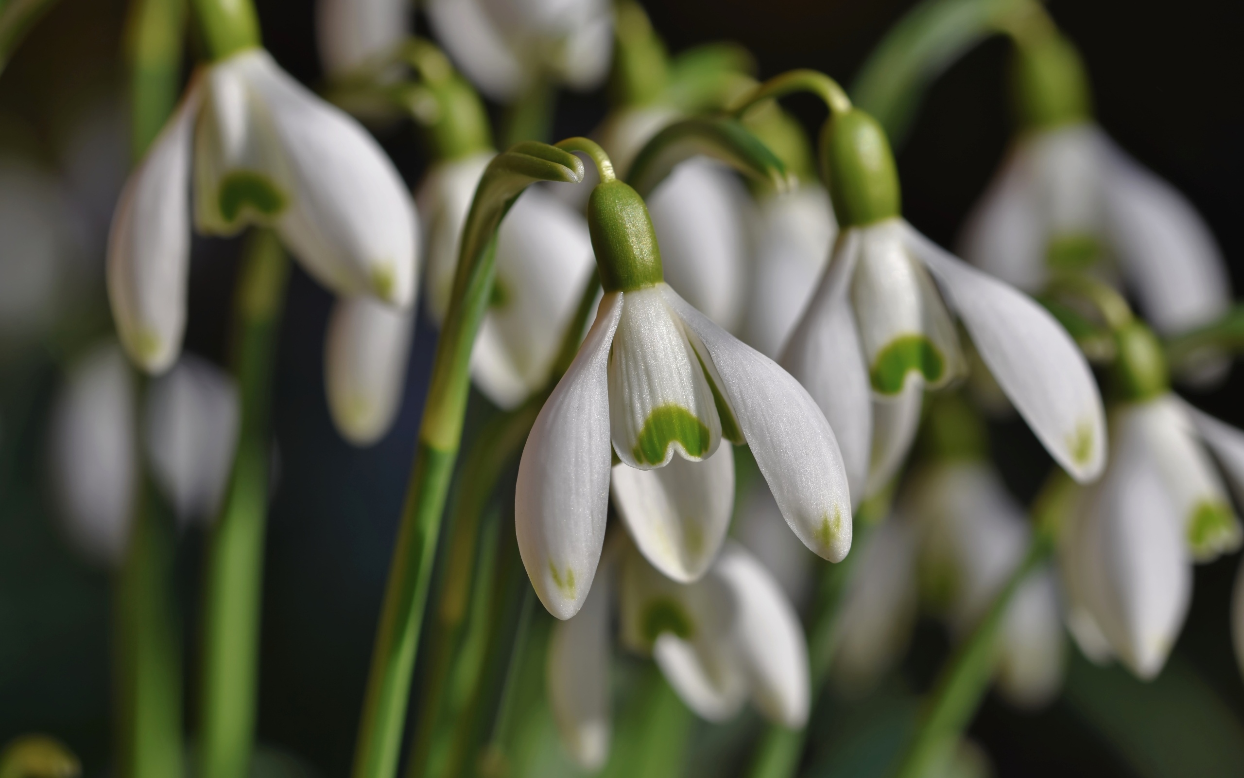 Красивые белые весенние цветы подснежники