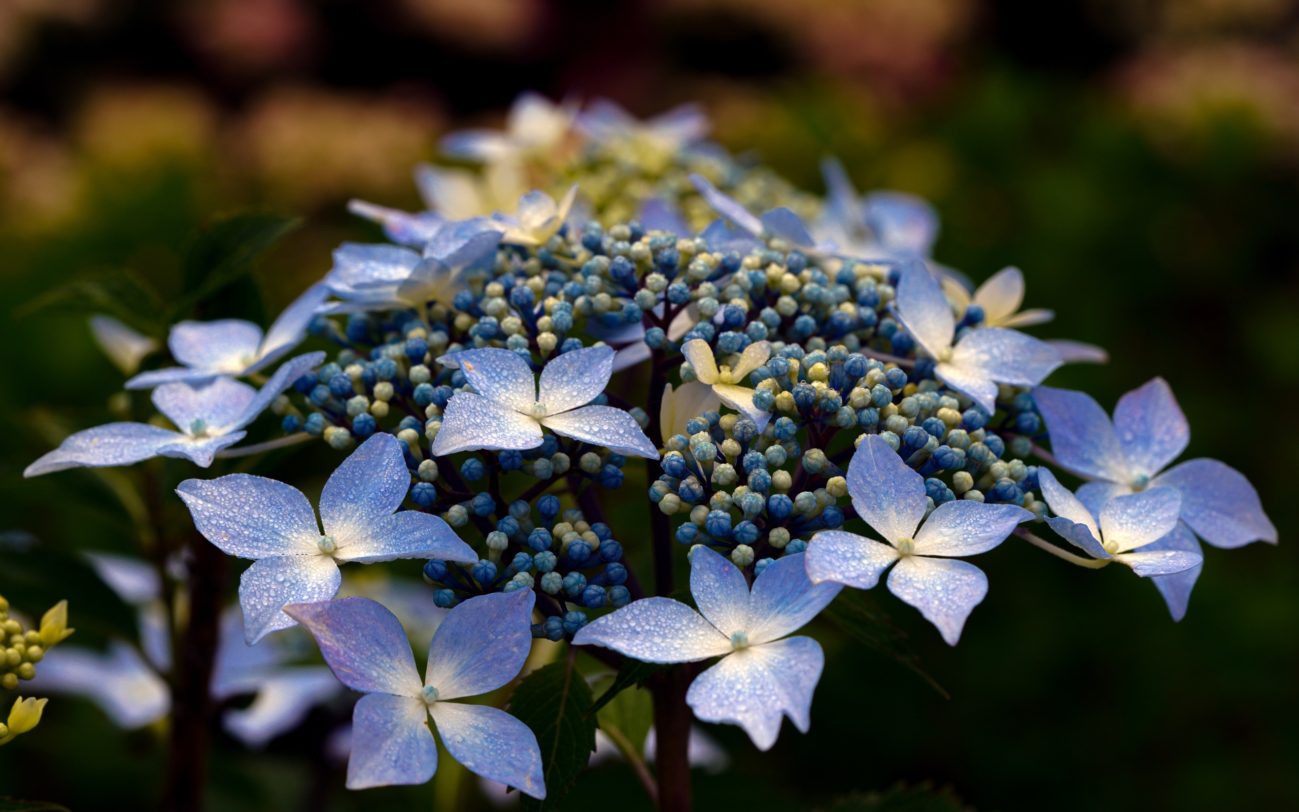 Распускающийся цветок гортензии