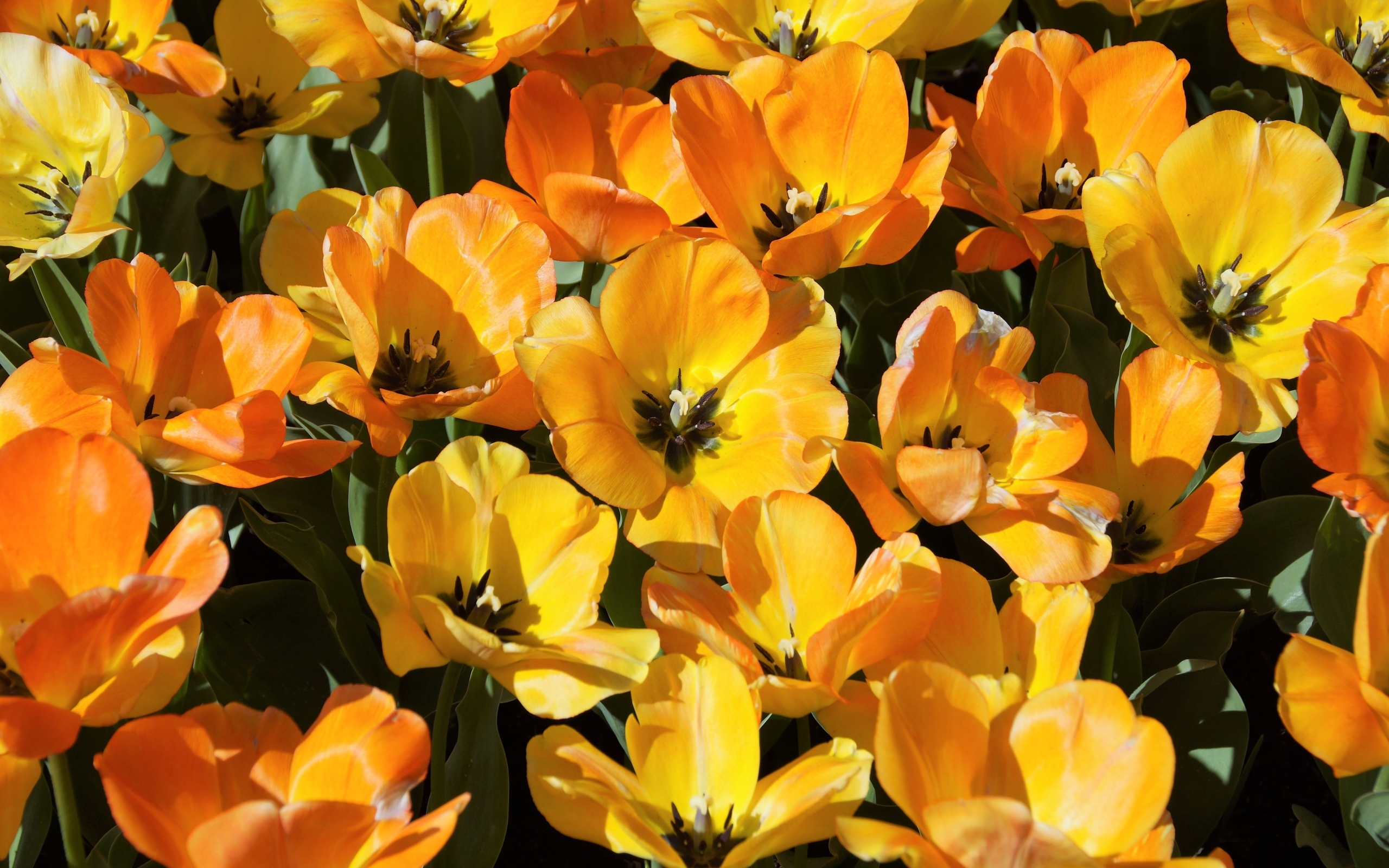 Распустившиеся оранжевые тюльпаны на клумбе