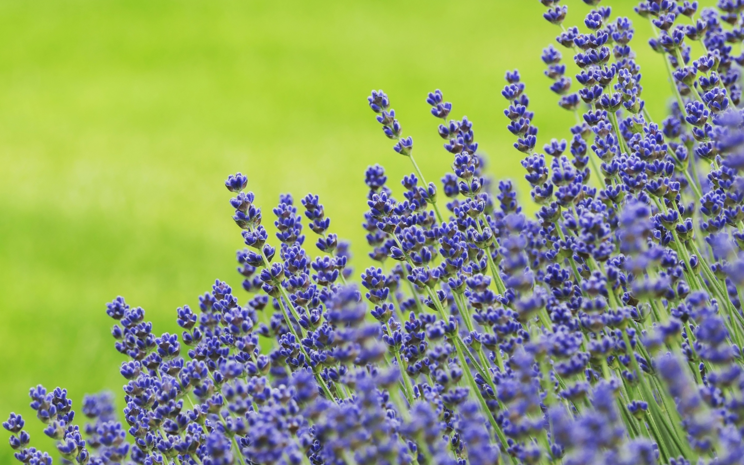 Синие цветы лаванды на зеленом фоне