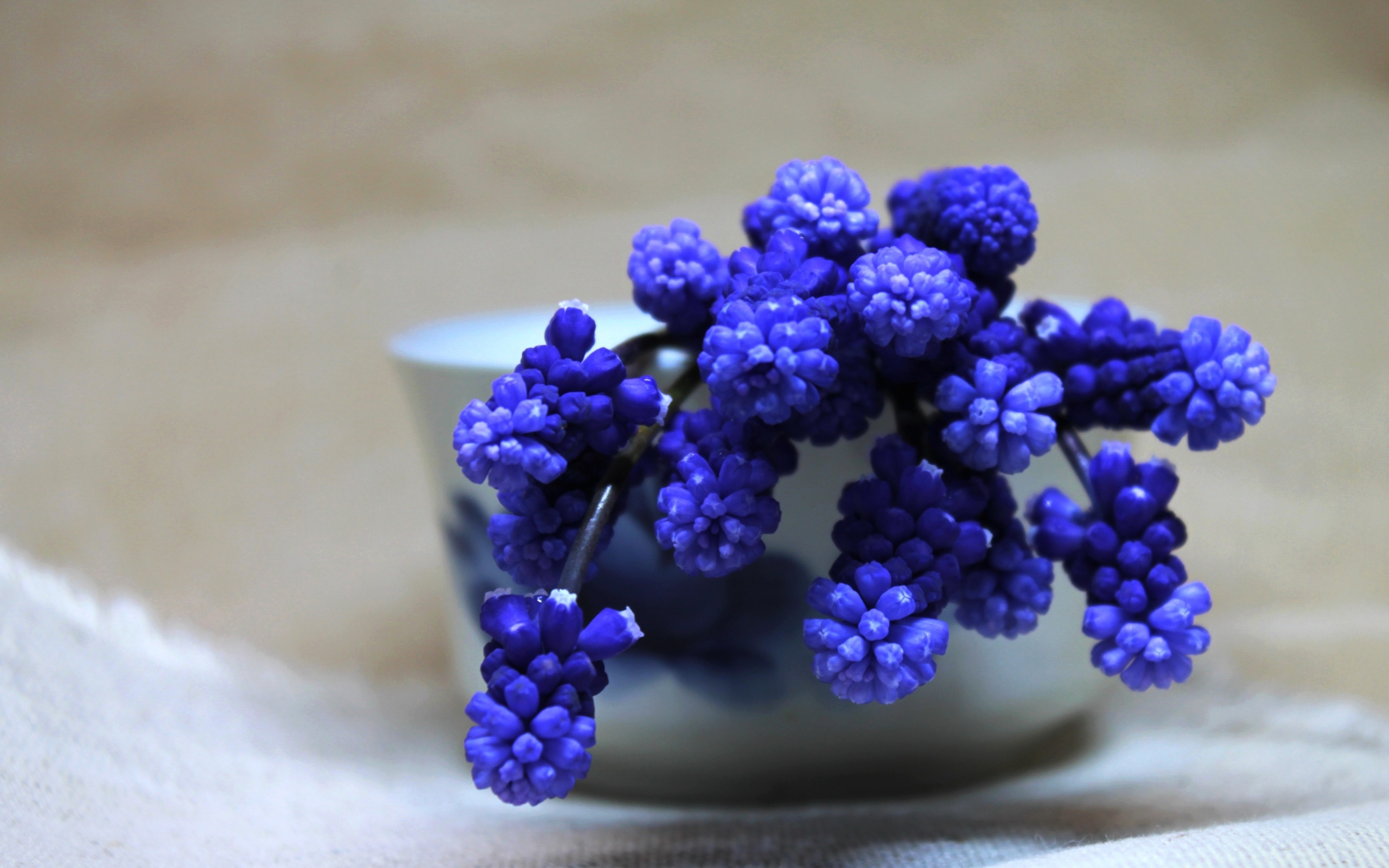 Синие цветы мускари в белой вазе на столе