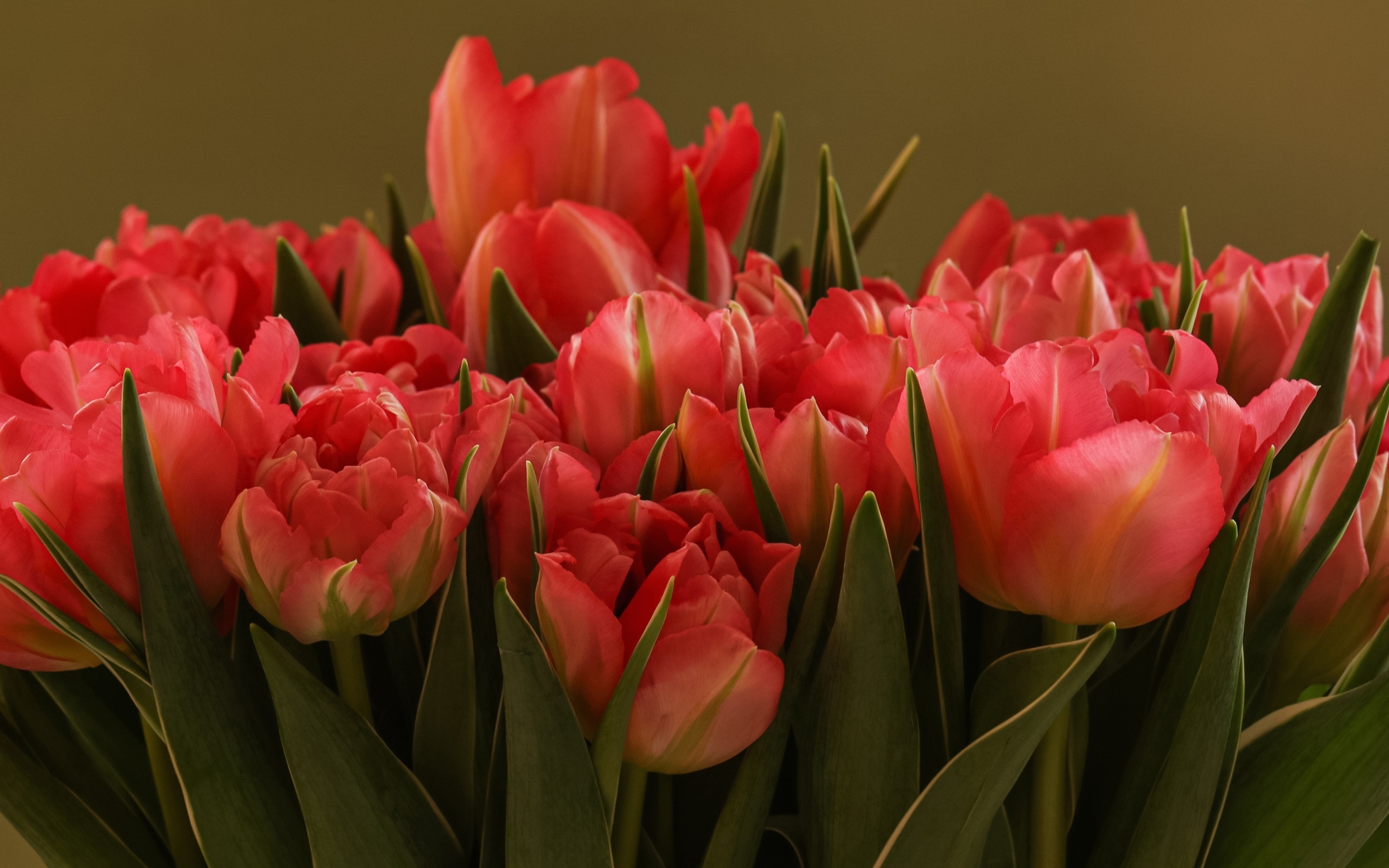 Букет красивых розовых тюльпанов с зелеными листьями