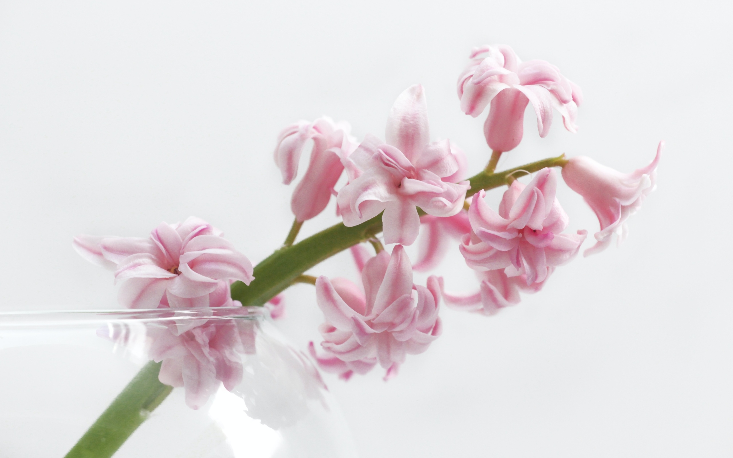 Ветка розового цветка гиацинта на белом фоне