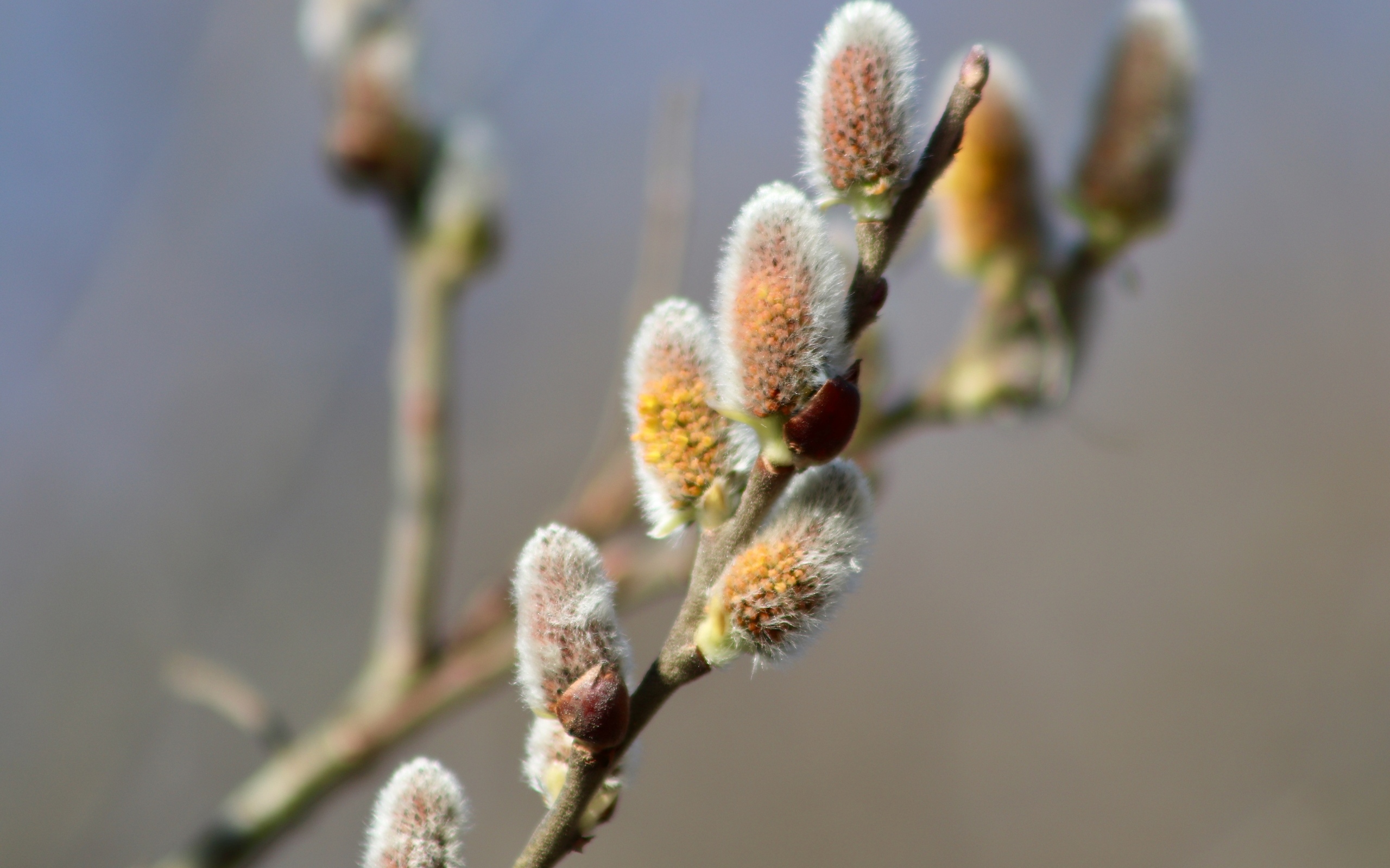 Бурая пушистая ветка вербы весной